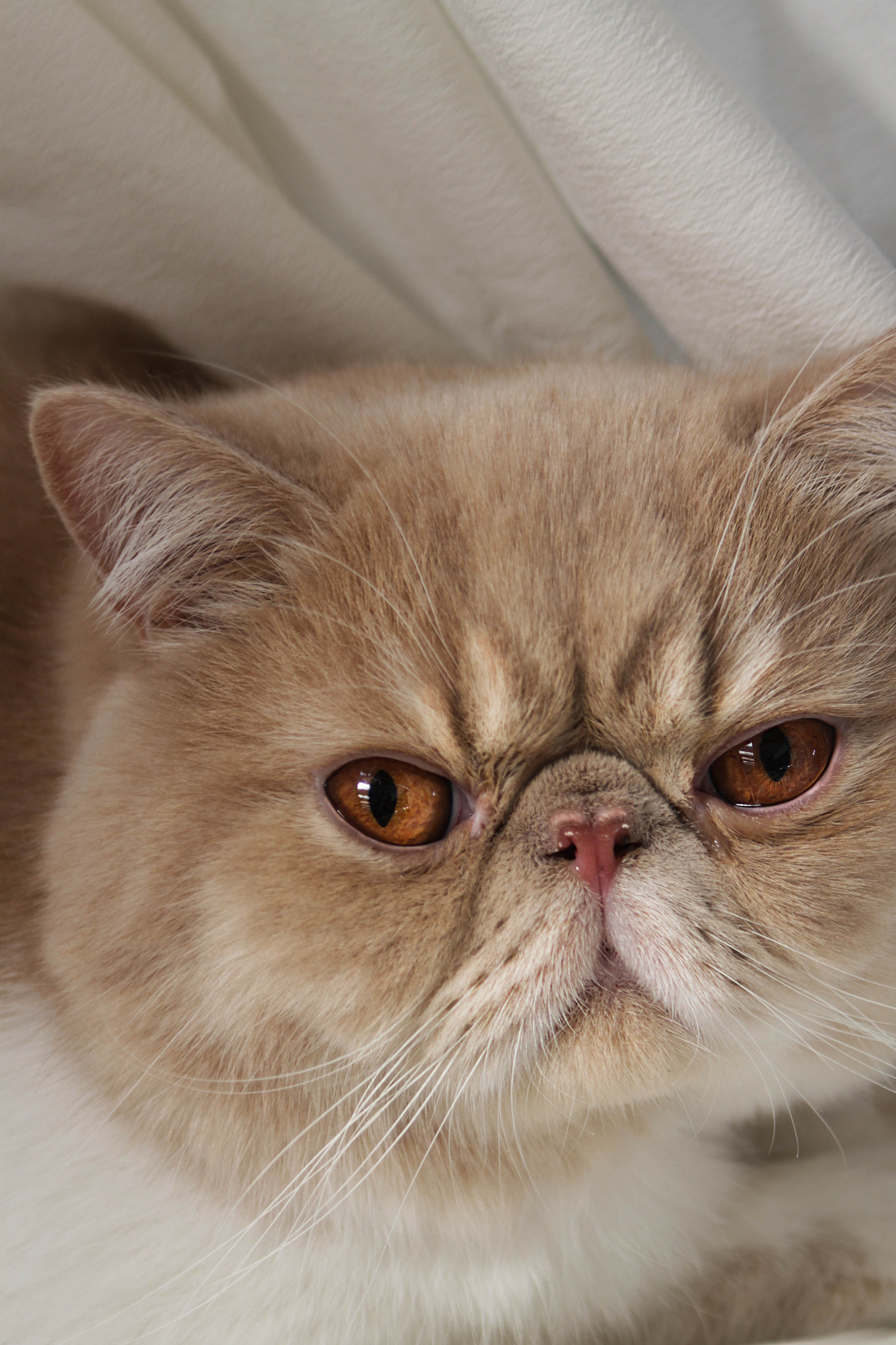 Canon EF 28-90mm f/4-5.6 sample photo. Fatty photography