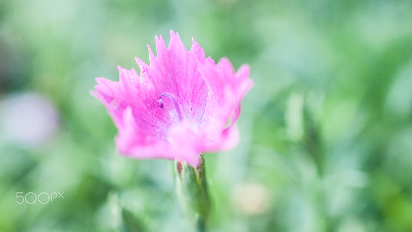 Nikon AF-S DX Micro Nikkor 40mm F2.8 sample photo. Garofano photography