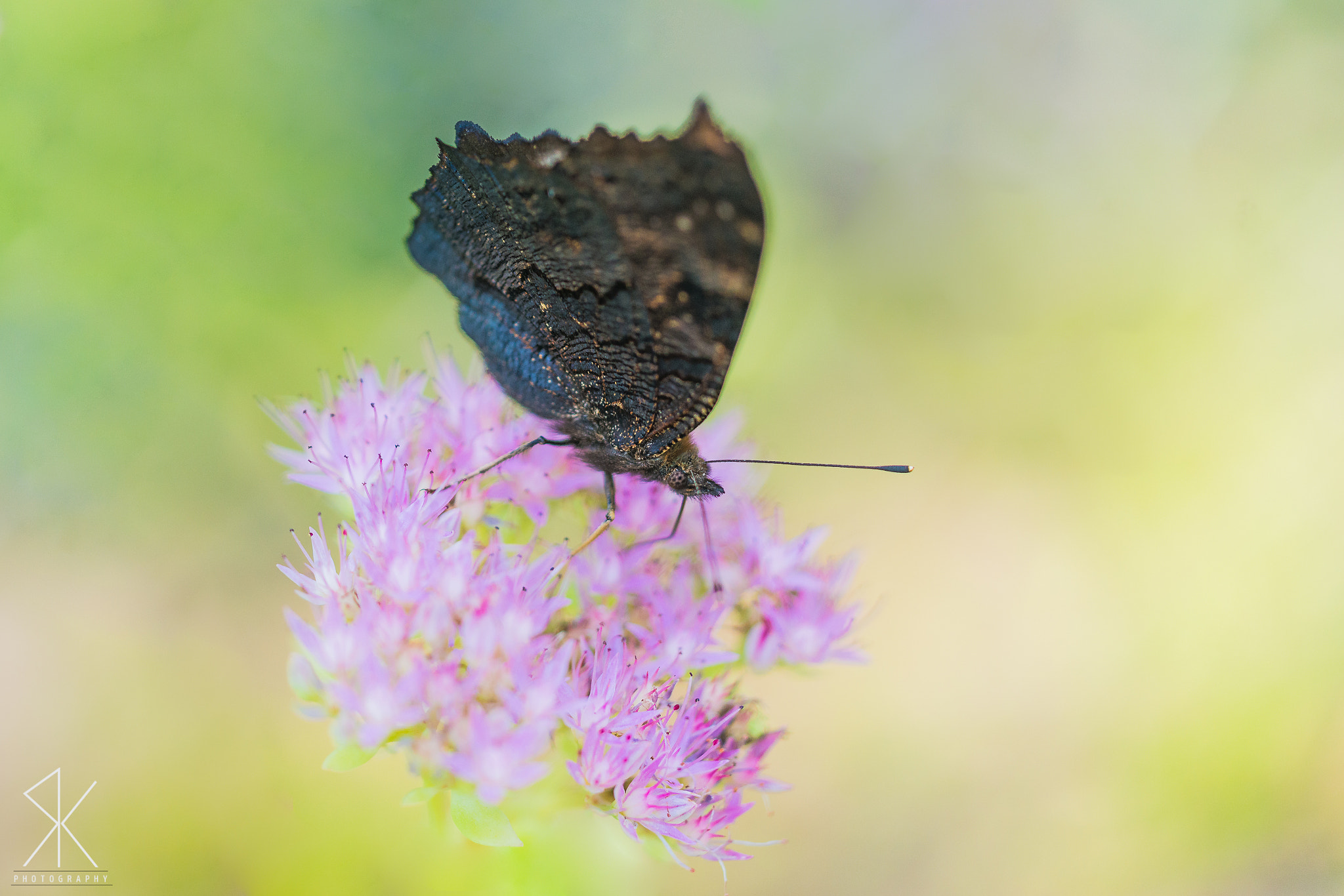Sigma 150mm F2.8 EX DG Macro HSM sample photo. . photography