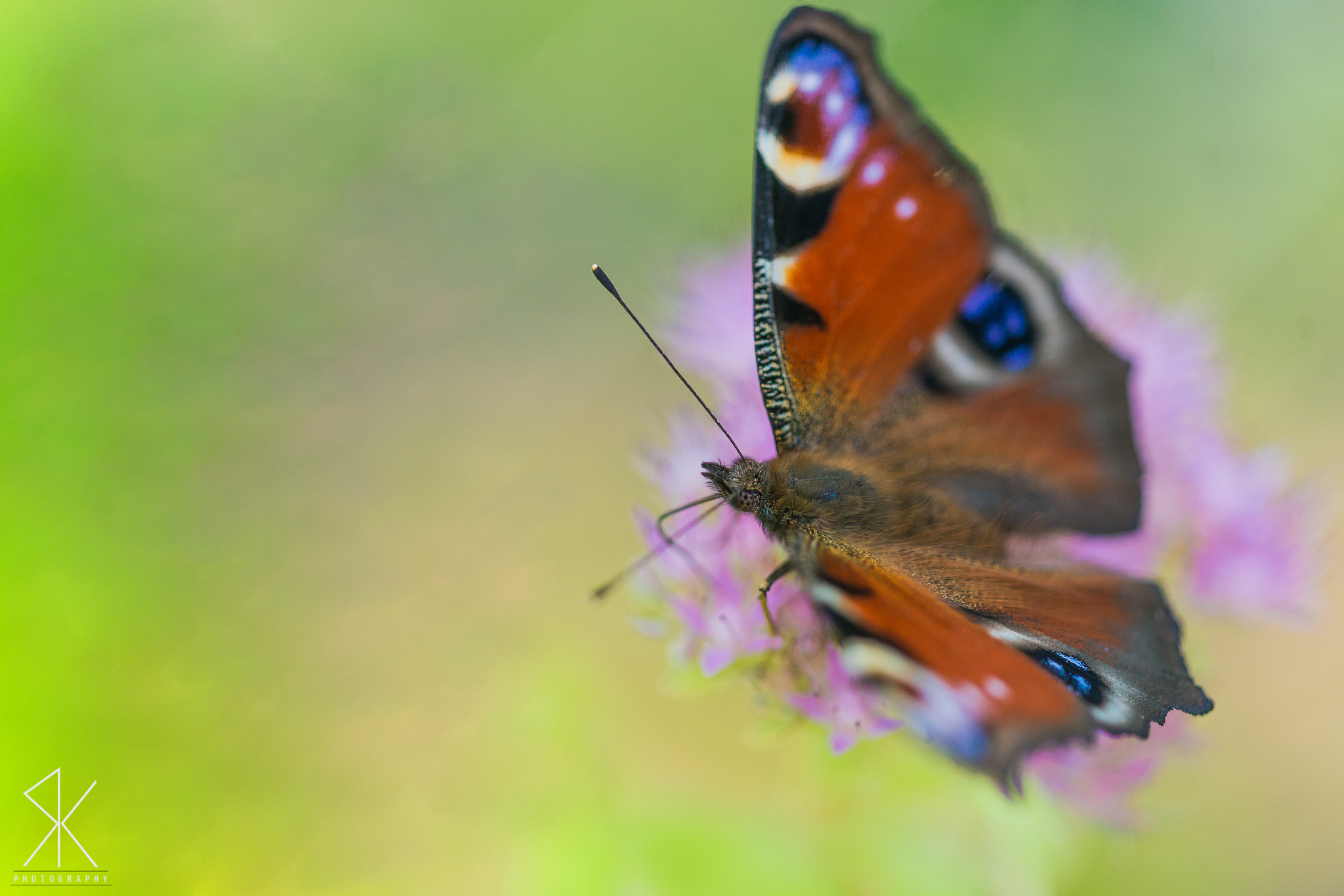 Sigma 150mm F2.8 EX DG Macro HSM sample photo. . photography