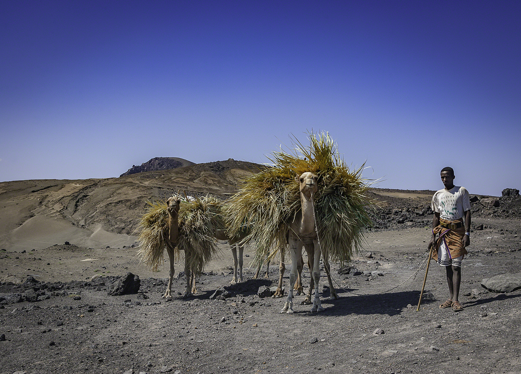 Canon EOS-1D Mark II sample photo. Camel farmer near djibouti photography