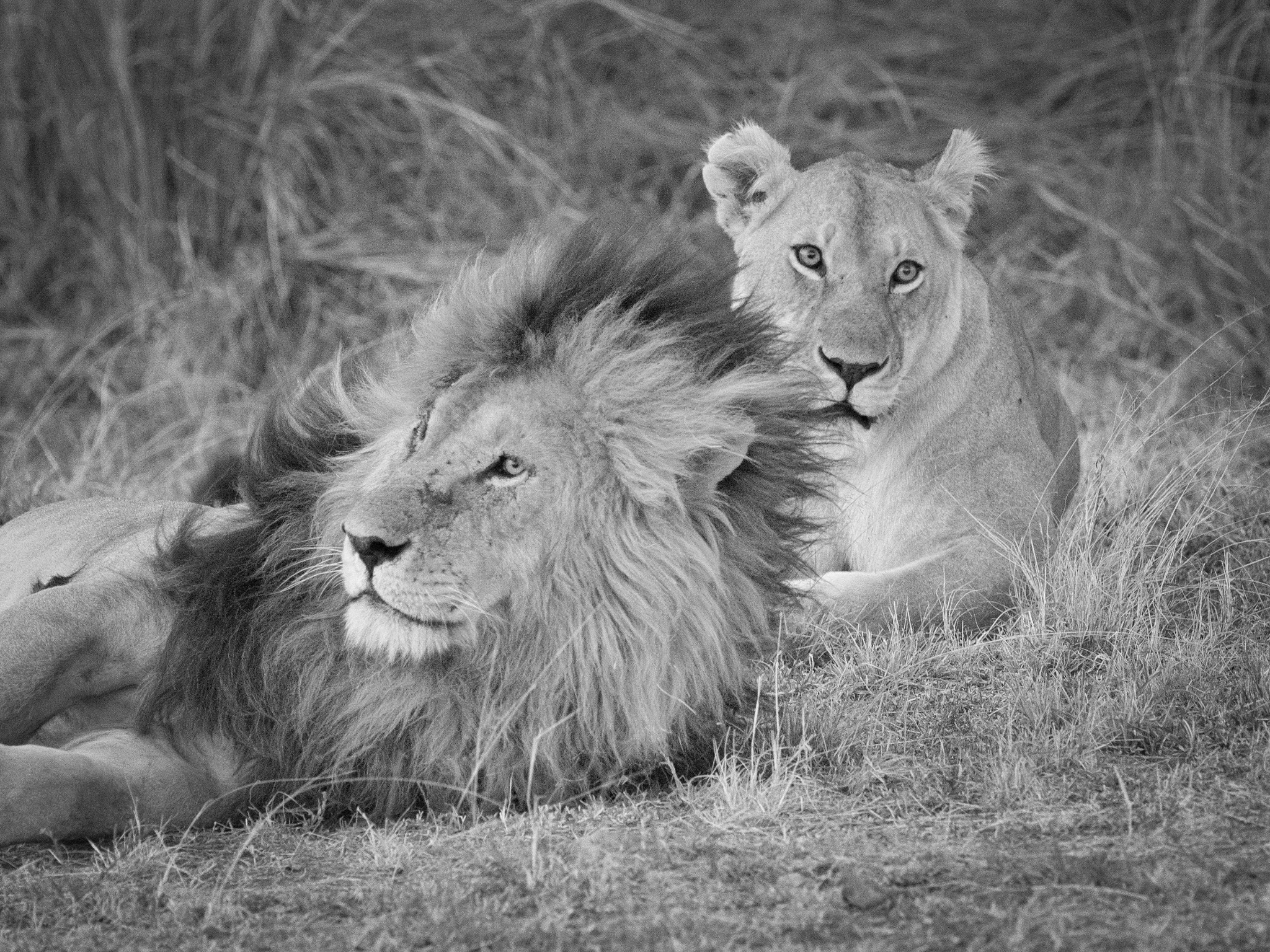 Olympus OM-D E-M1 + OLYMPUS M.300mm F4.0 sample photo. Scarface photography