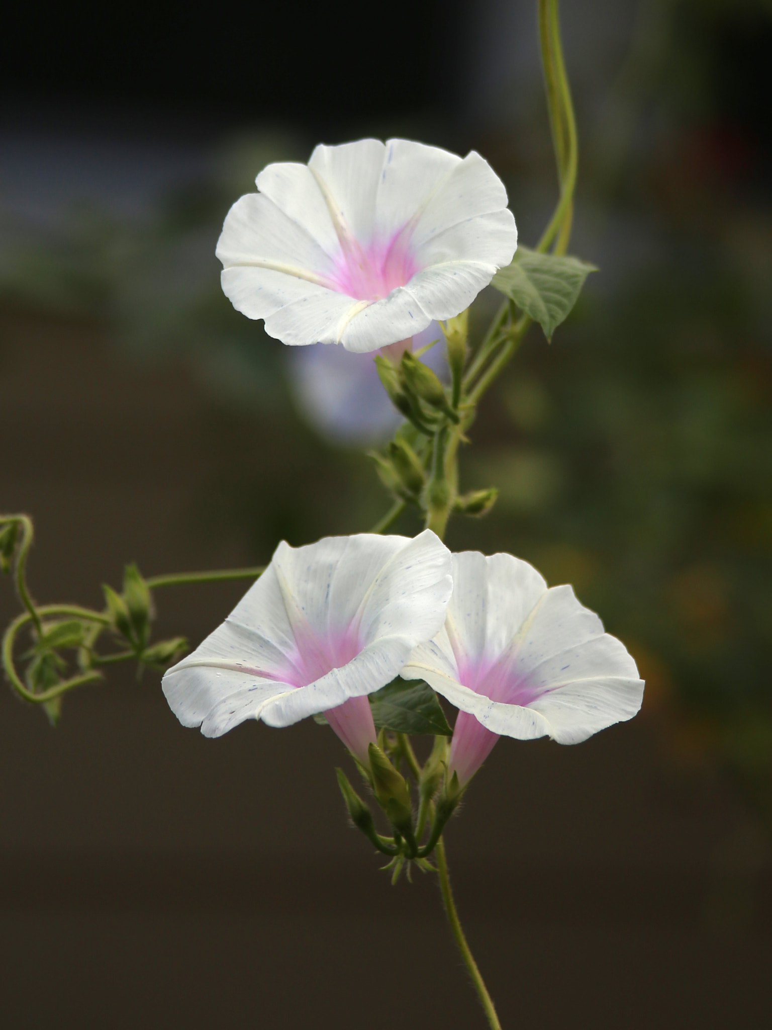 Canon EF 35-105mm f/3.5-4.5 sample photo