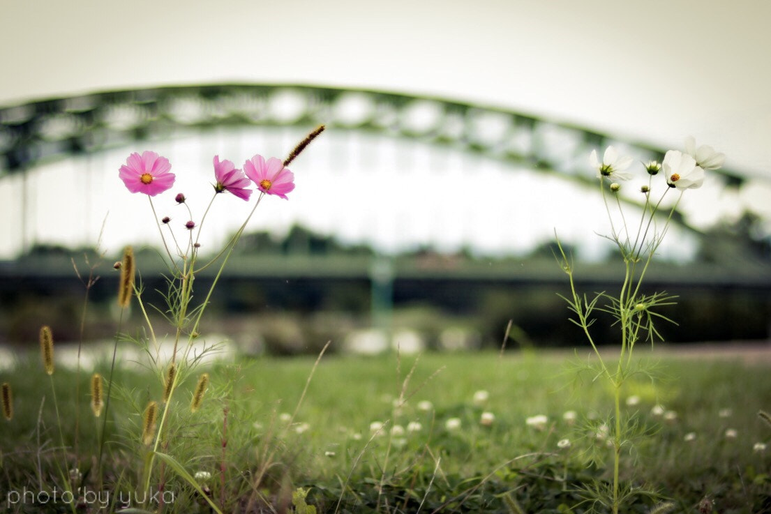 Canon EF 50mm F1.8 STM sample photo. 私の住む街 photography