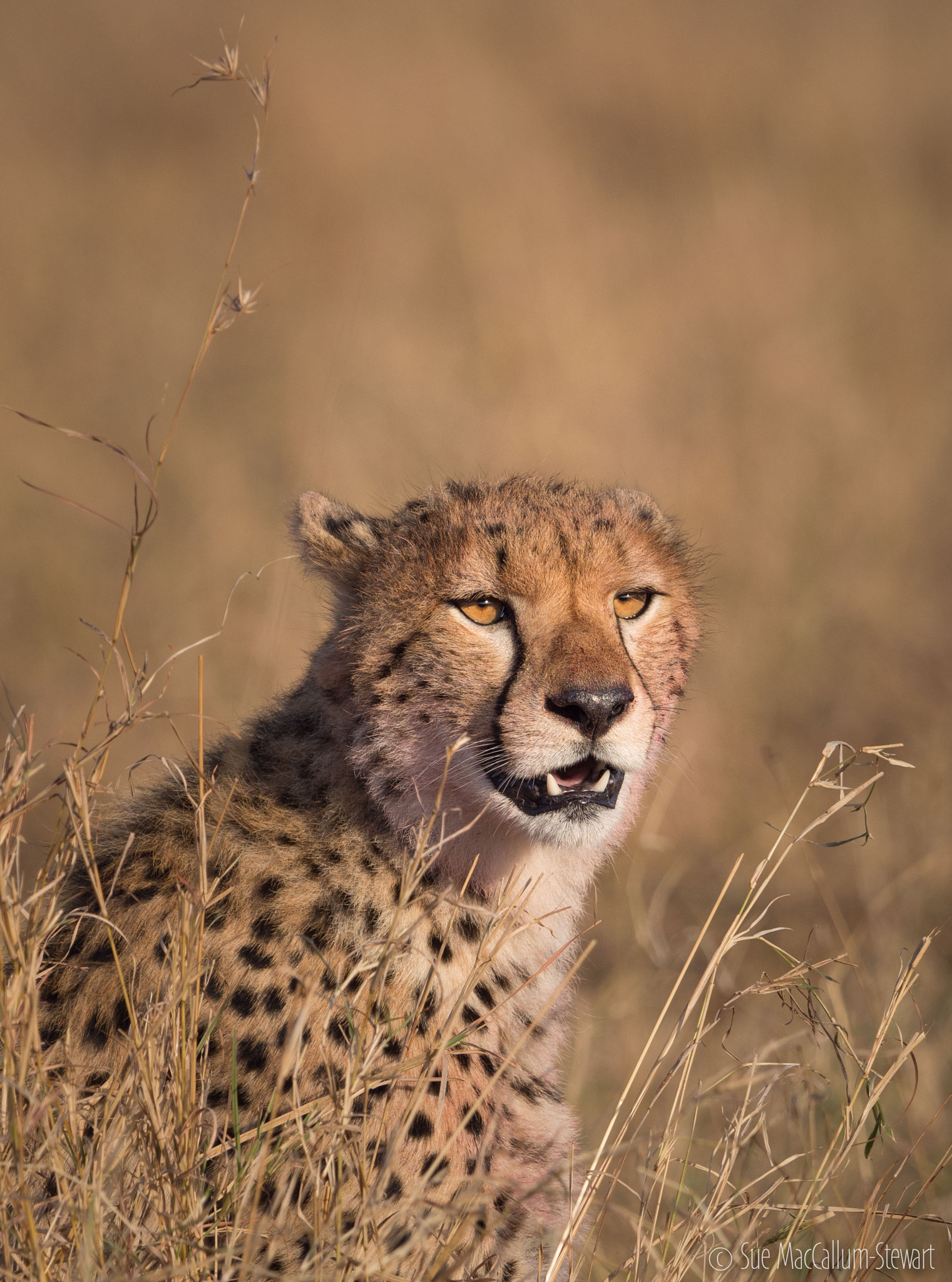 Olympus OM-D E-M5 + OLYMPUS M.300mm F4.0 sample photo. Cheetah in the grass photography