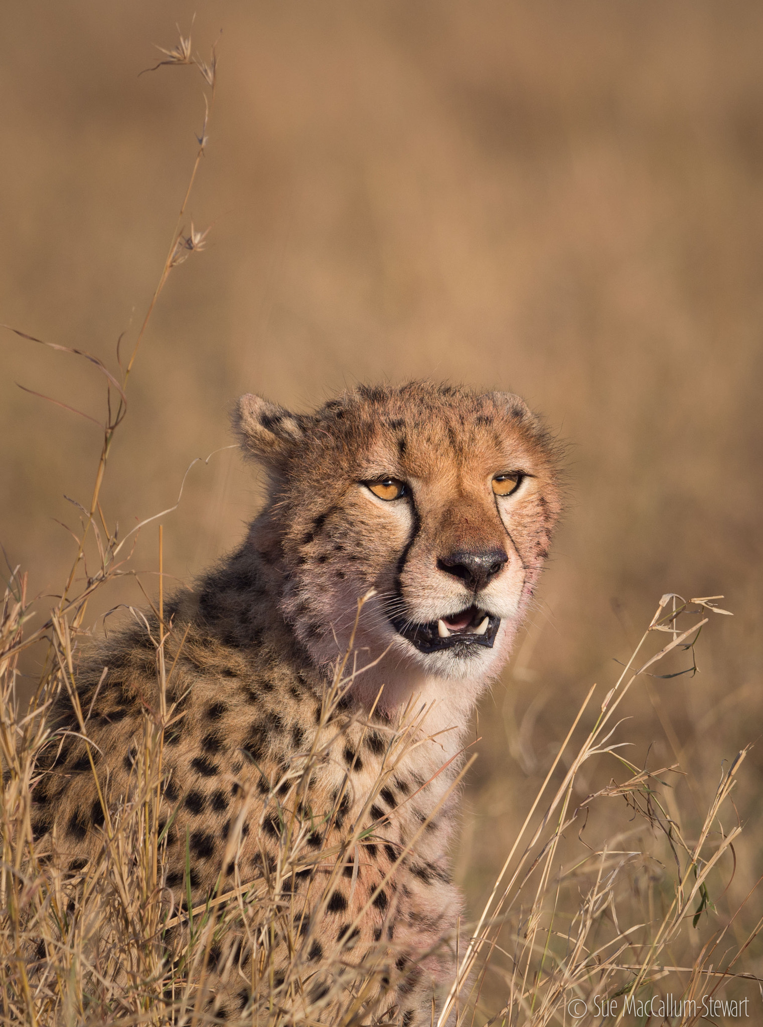 Olympus OM-D E-M5 + OLYMPUS M.300mm F4.0 sample photo. Cheetah in the grass photography