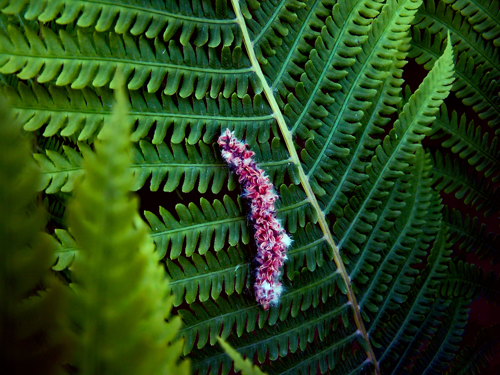 Kodak DX7590 ZOOM DIGITAL CAMERA sample photo. Metamorph photography