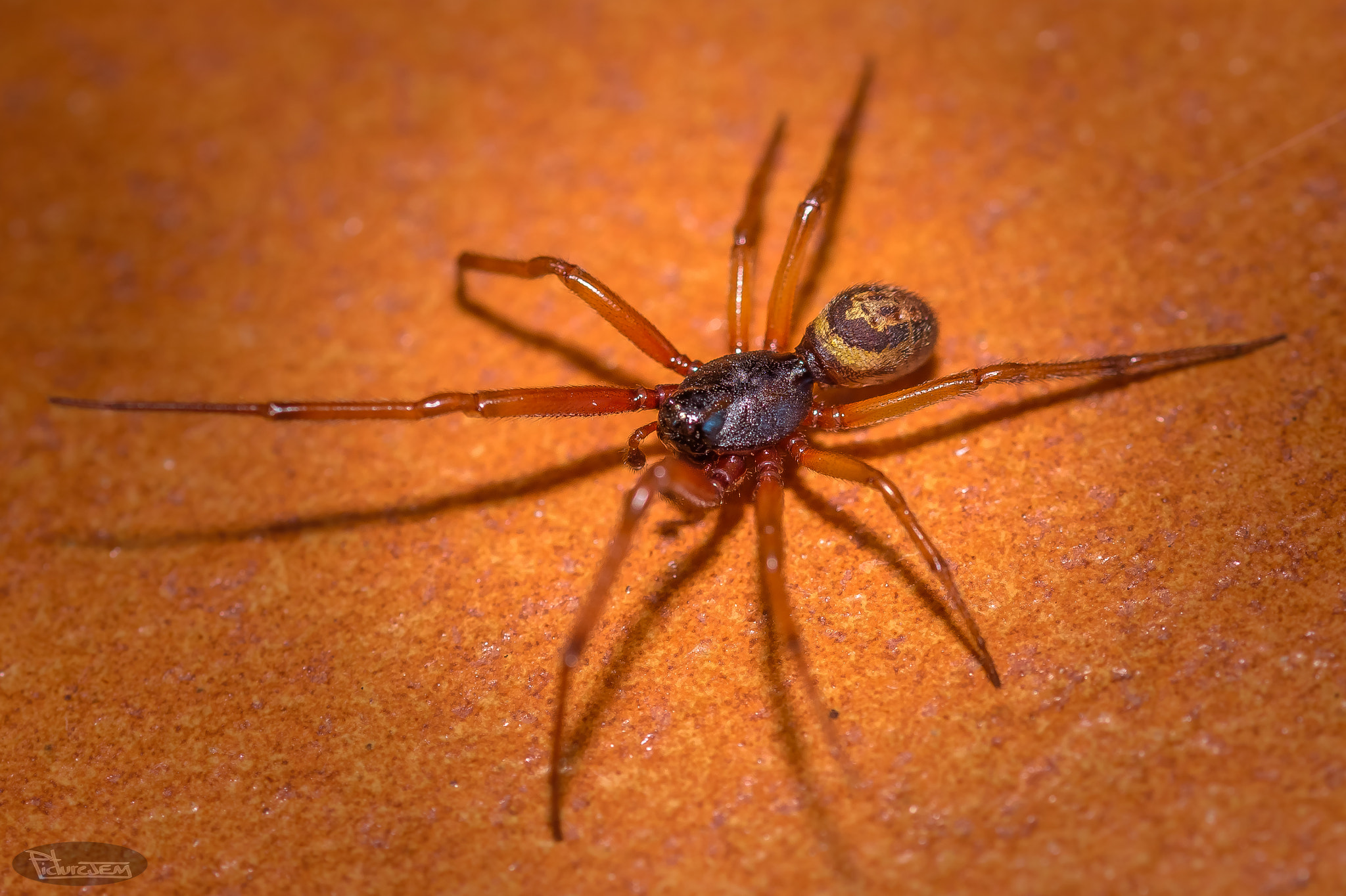 Sigma 105mm F2.8 EX DG OS HSM sample photo. Araña photography