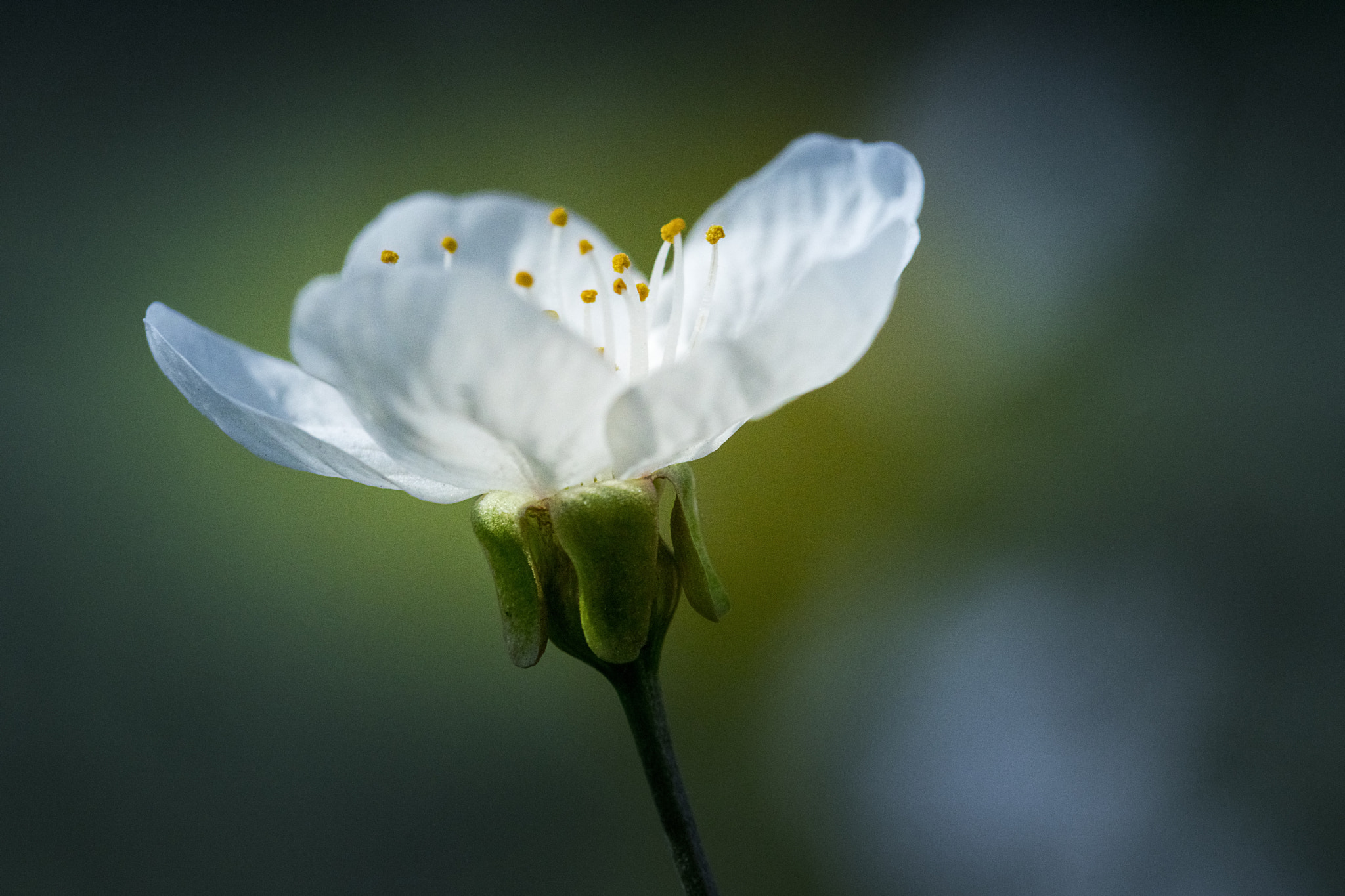 Sony ILCA-77M2 + 105mm F2.8 sample photo. Flower photography