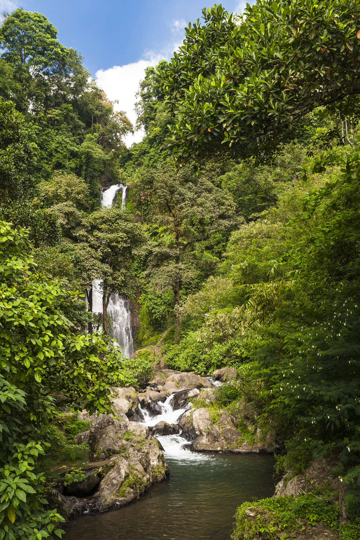 Canon EOS-1D Mark III sample photo. Welcome to the jungle photography