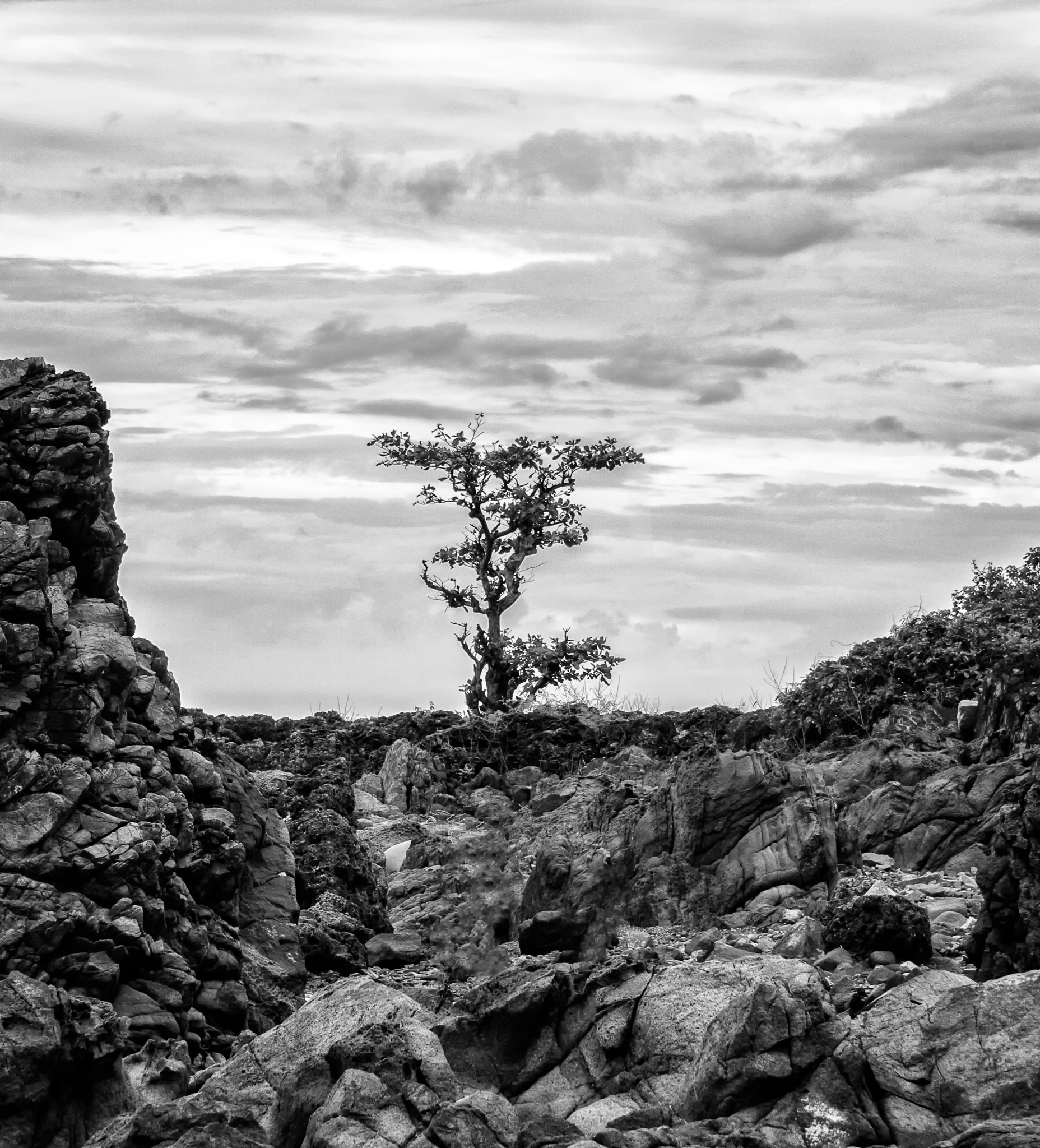 Sony a6000 + Sony FE 28-70mm F3.5-5.6 OSS sample photo. Life can thrive even amongst the rocks photography