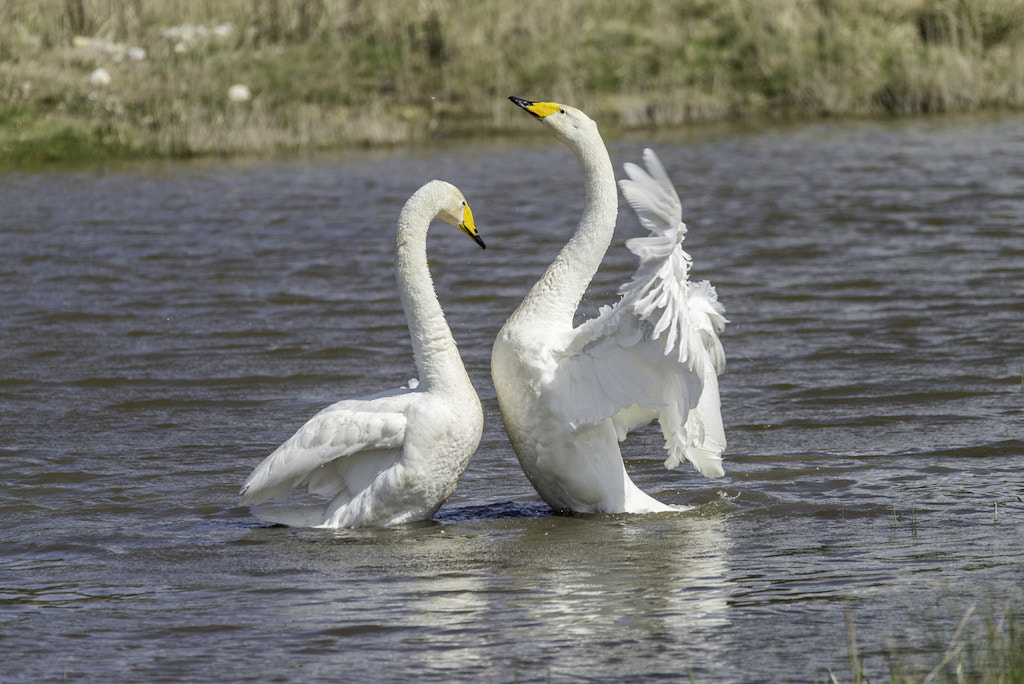 Sigma 120-400mm F4.5-5.6 DG OS HSM sample photo. 10042016-000_1296.jpg photography