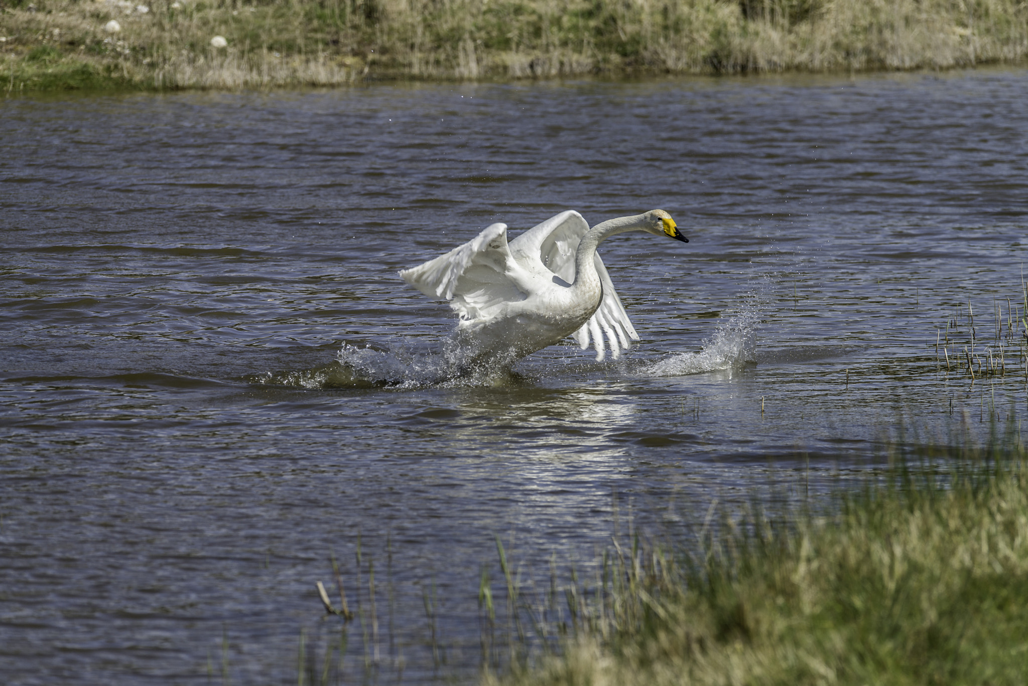 Sigma 120-400mm F4.5-5.6 DG OS HSM sample photo. 10042016-000_1321.jpg photography