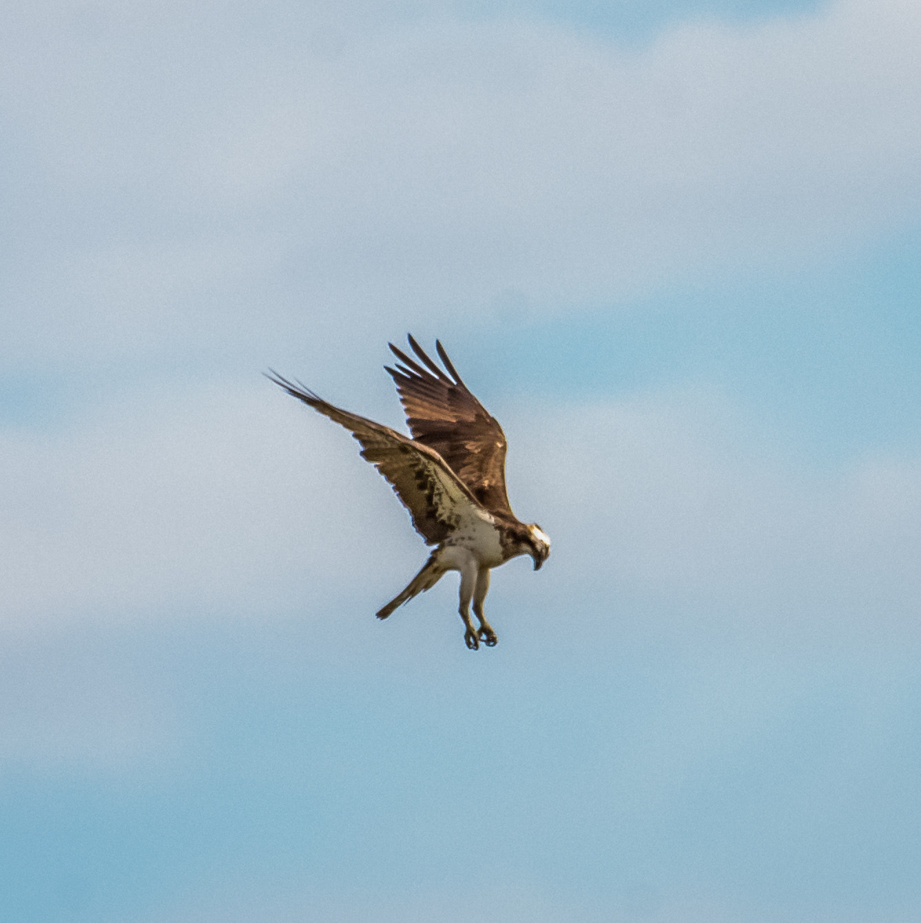 Nikon AF-S Nikkor 200-500mm F5.6E ED VR sample photo. Dsc photography