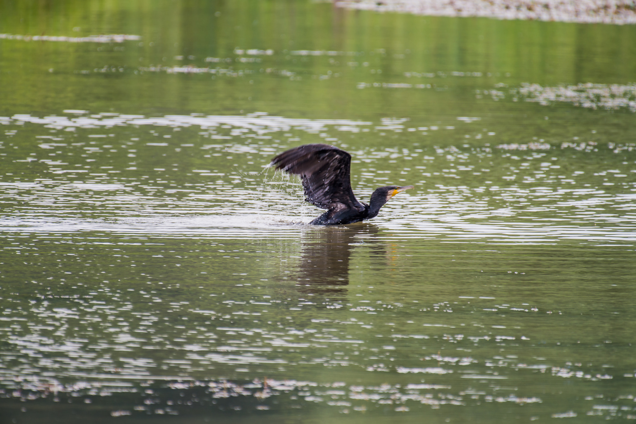 Nikon AF-S Nikkor 200-500mm F5.6E ED VR sample photo. Dsc photography