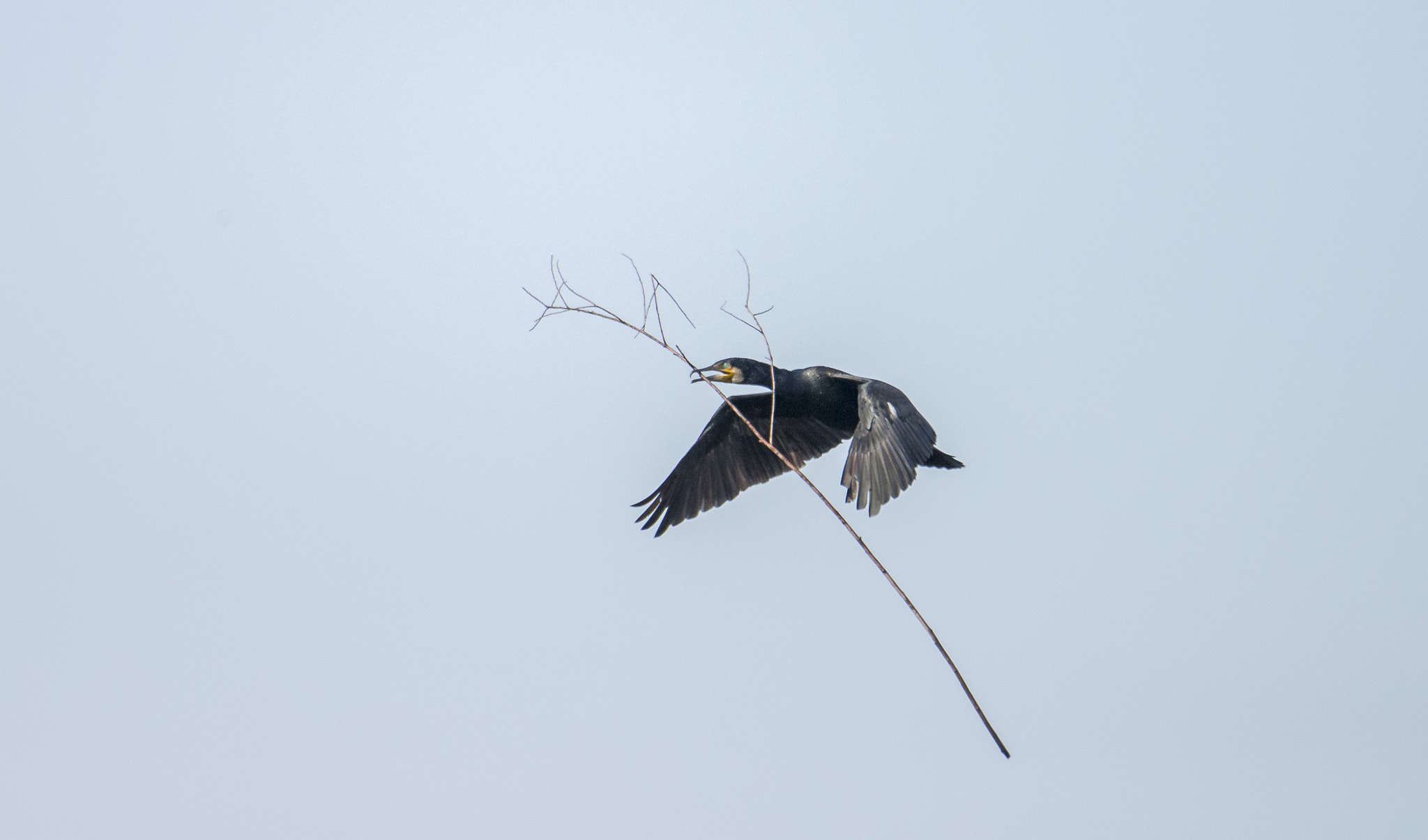 Nikon AF-S Nikkor 200-500mm F5.6E ED VR sample photo. 01042016-_dsc0596-2.jpg photography