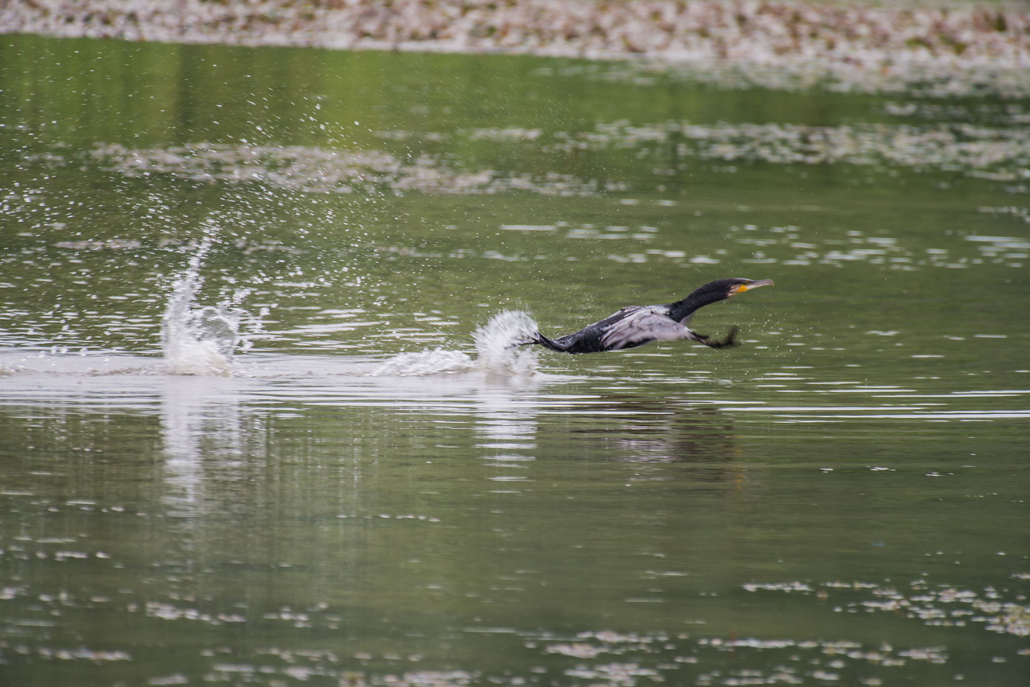 Nikon AF-S Nikkor 200-500mm F5.6E ED VR sample photo. Dsc photography
