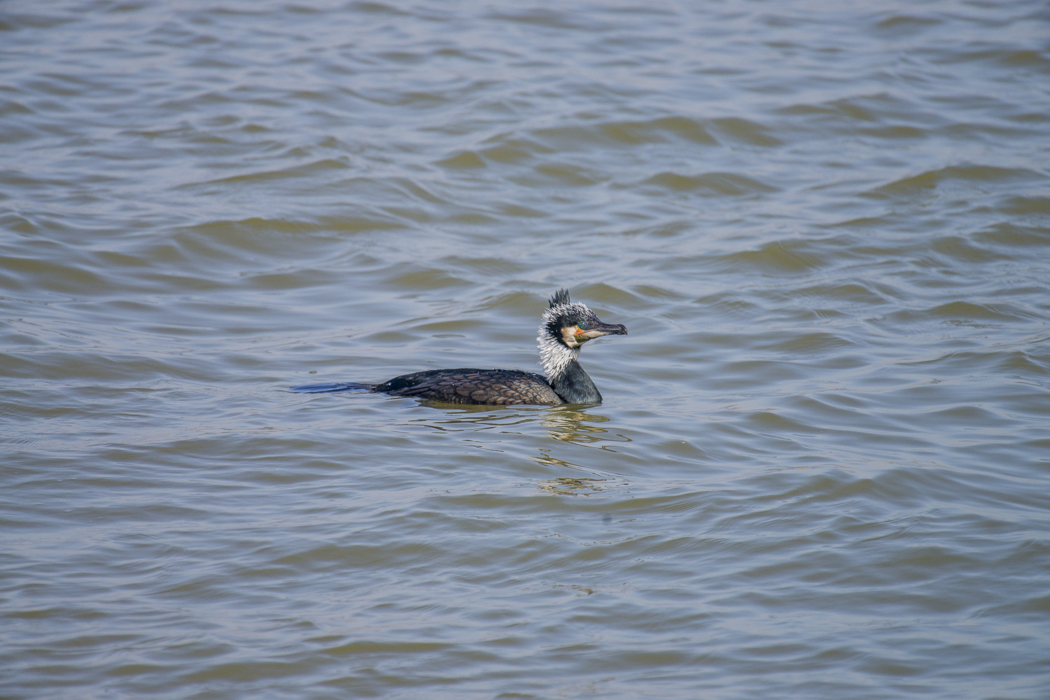 Nikon AF-S Nikkor 200-500mm F5.6E ED VR sample photo. Dsc photography