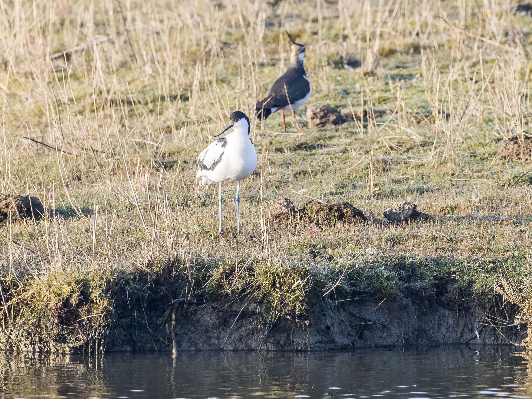 Nikon AF-S Nikkor 200-500mm F5.6E ED VR sample photo. Dsc photography