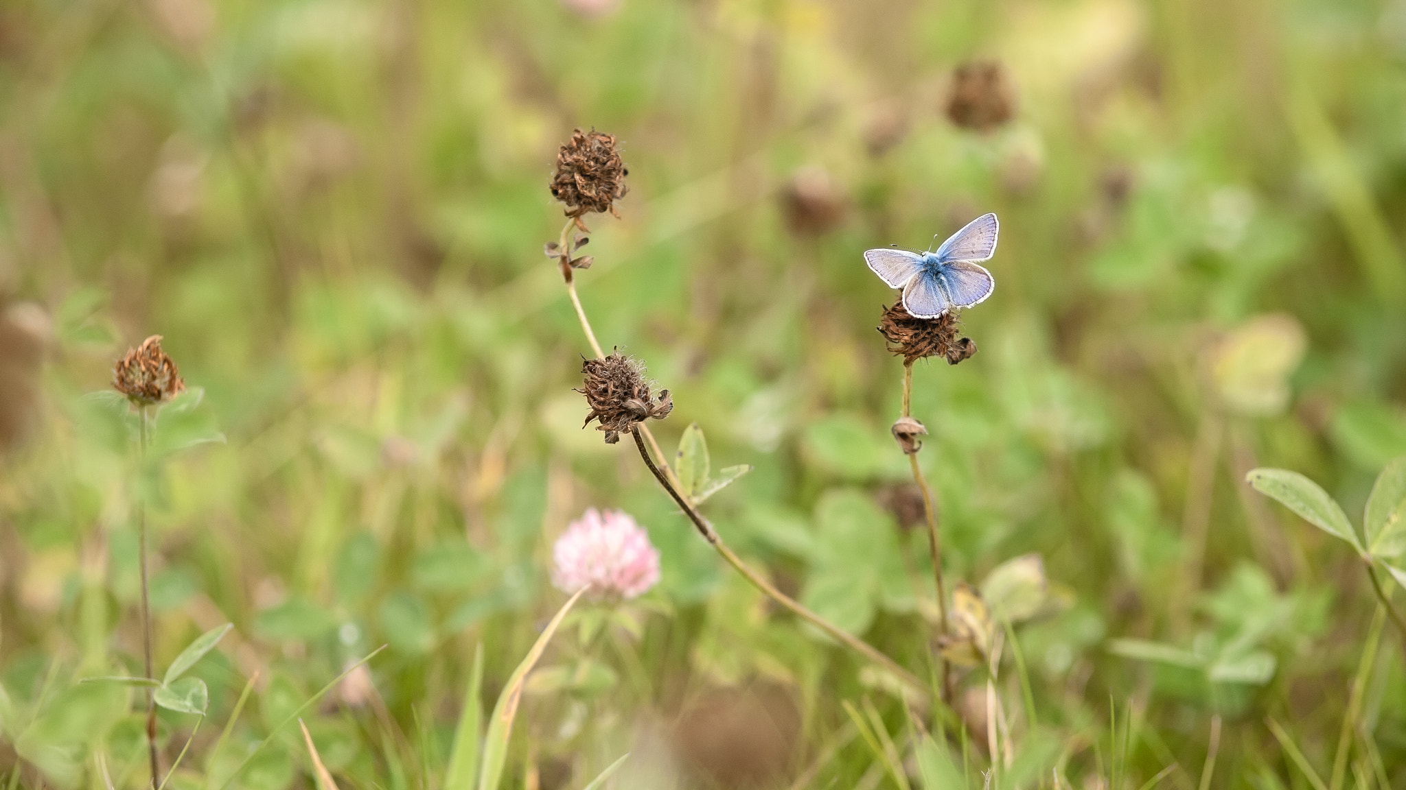Canon EOS 5D + Canon EF 135mm F2.8 SF sample photo. Common blue photography