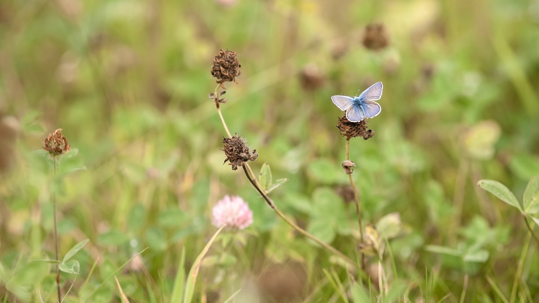 Canon EOS 5D sample photo. Common blue photography