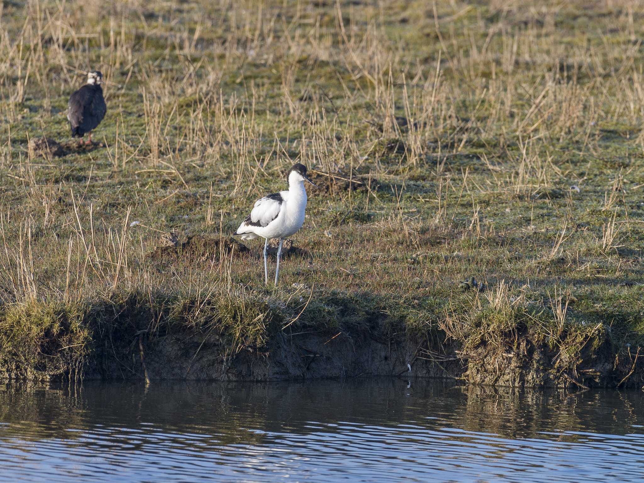 Nikon AF-S Nikkor 200-500mm F5.6E ED VR sample photo. Dsc photography