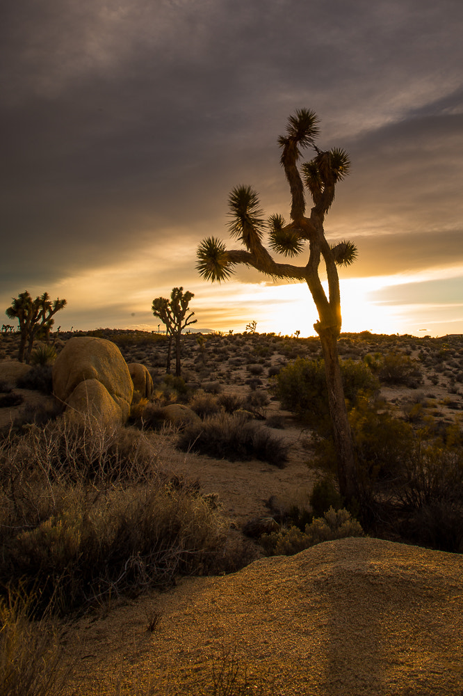 Nikon AF-S Nikkor 17-35mm F2.8D ED-IF sample photo. Joshua tree yucca photography