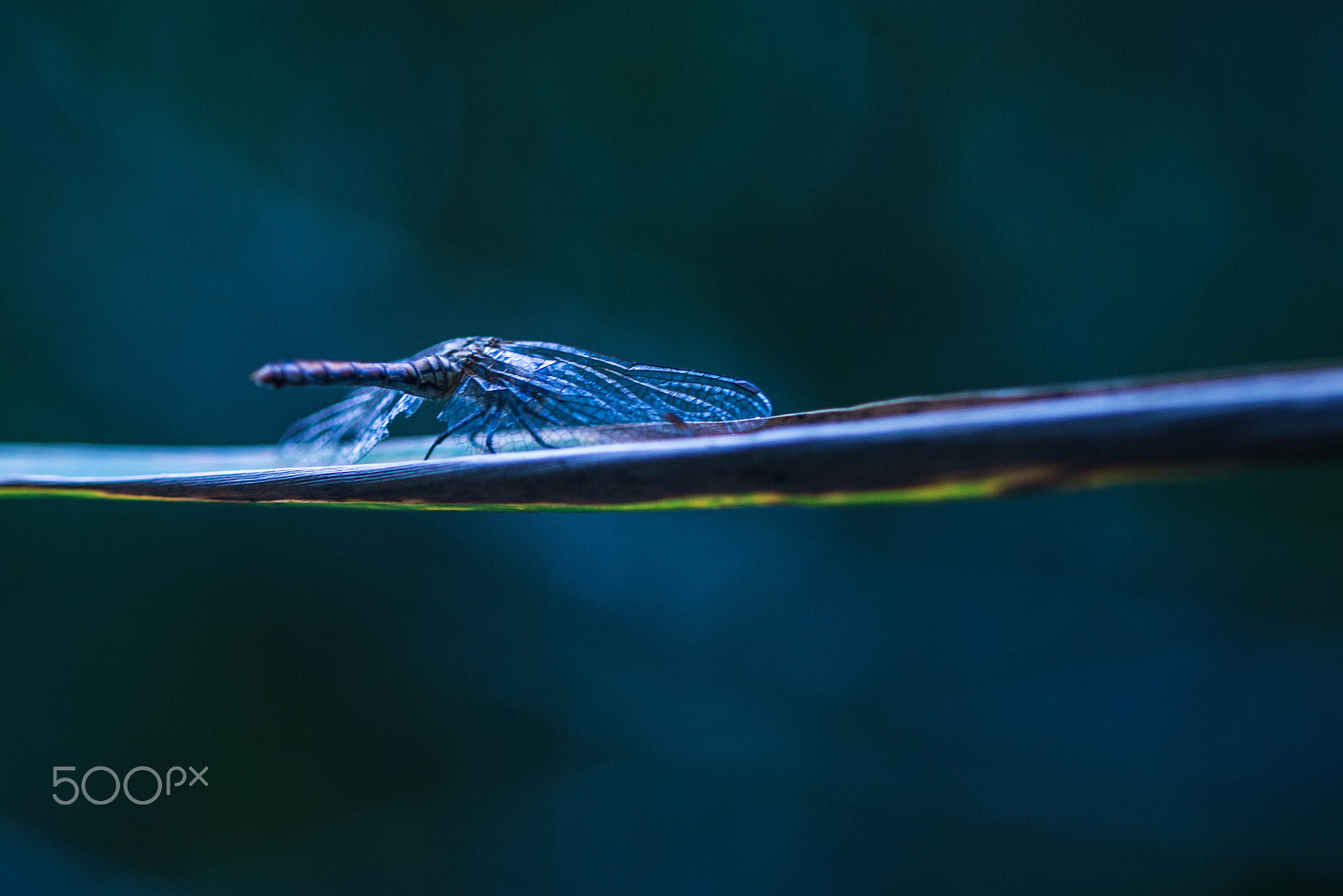 Canon EOS 700D (EOS Rebel T5i / EOS Kiss X7i) + Canon EF 100mm F2.8L Macro IS USM sample photo. Ready to take off ! photography