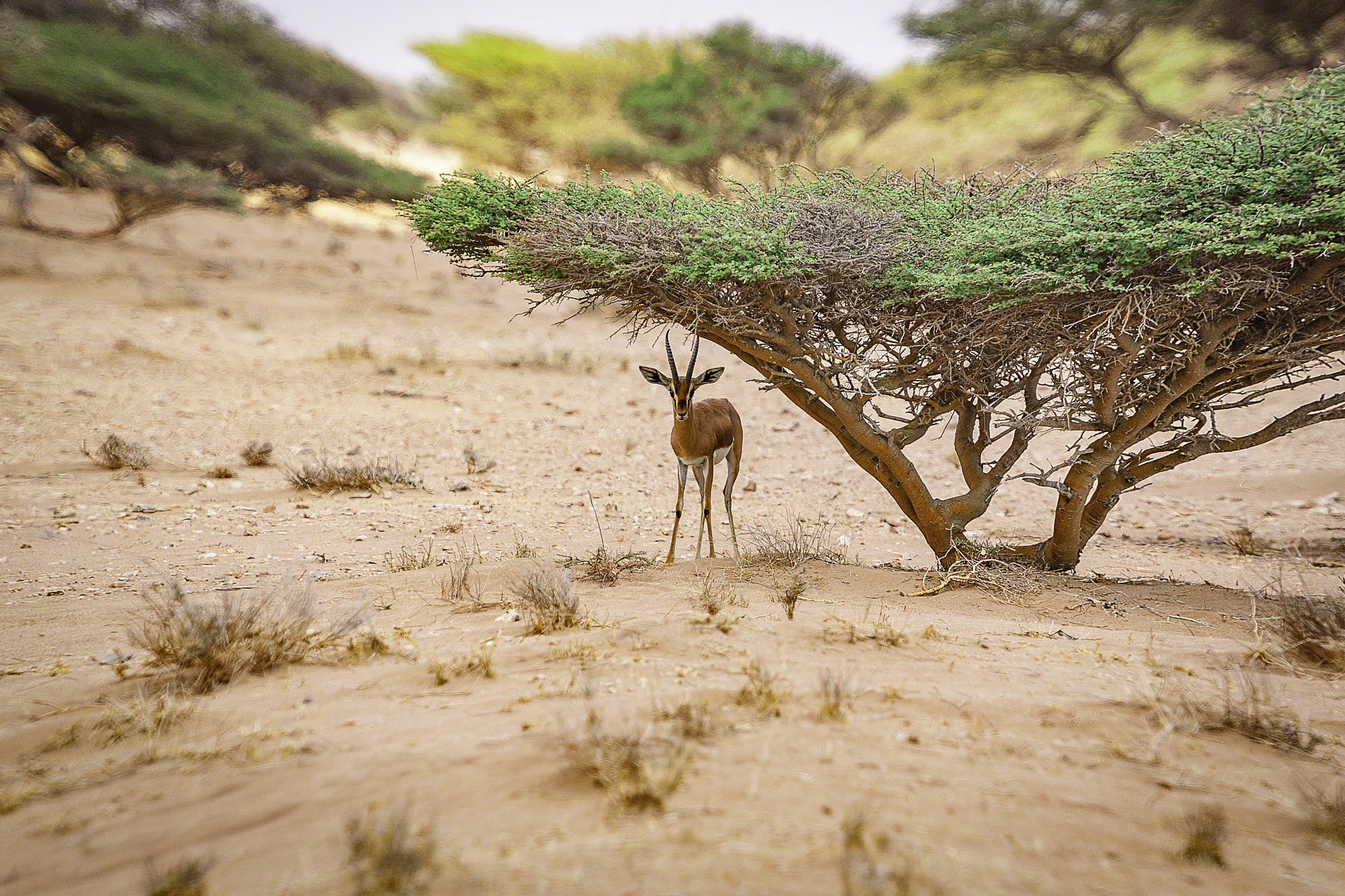 Canon EOS-1D Mark II sample photo. Gazelle seeking shelter underneath an acacia tree photography