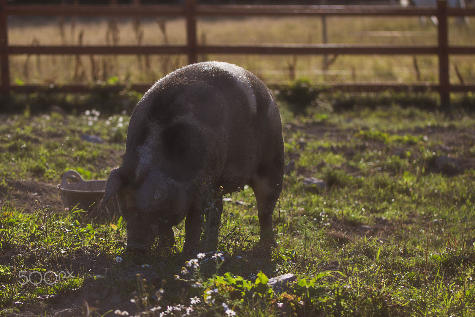Canon EOS 700D (EOS Rebel T5i / EOS Kiss X7i) + Canon EF 100mm F2.8L Macro IS USM sample photo. A fairy-tale pig photography