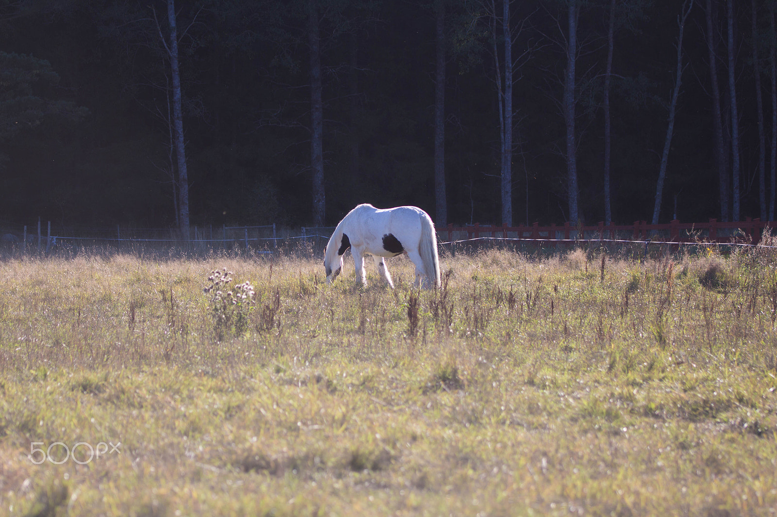 Canon EOS 700D (EOS Rebel T5i / EOS Kiss X7i) + Canon EF 100mm F2.8L Macro IS USM sample photo. A unicorn ! photography