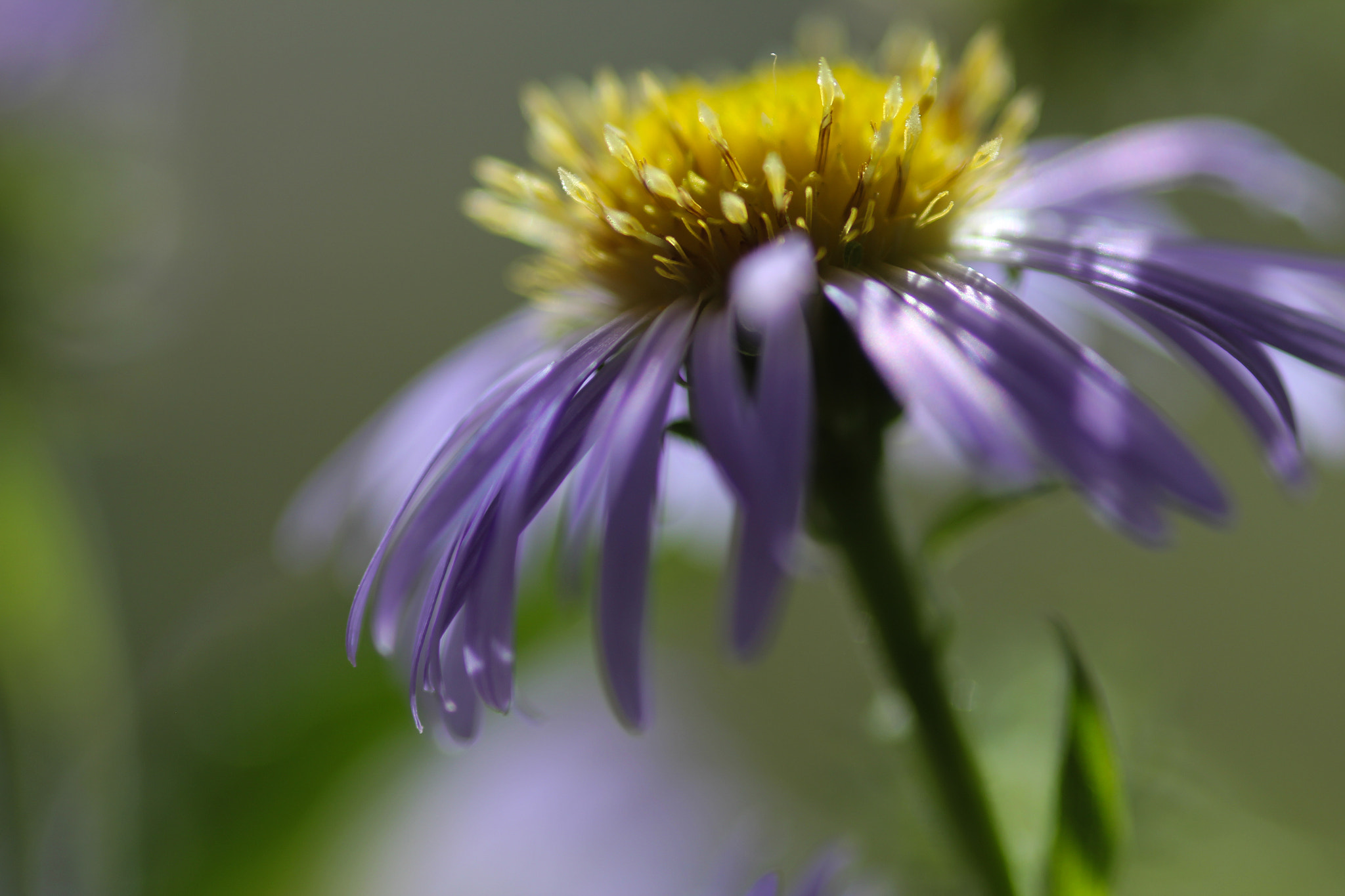 Canon EOS 60D + Sigma 105mm F2.8 EX DG Macro sample photo. Img photography