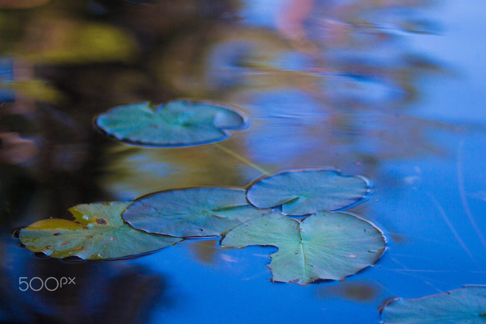 Canon EOS 700D (EOS Rebel T5i / EOS Kiss X7i) + Canon EF 100mm F2.8L Macro IS USM sample photo. Soon i'll conquered the lake ! photography