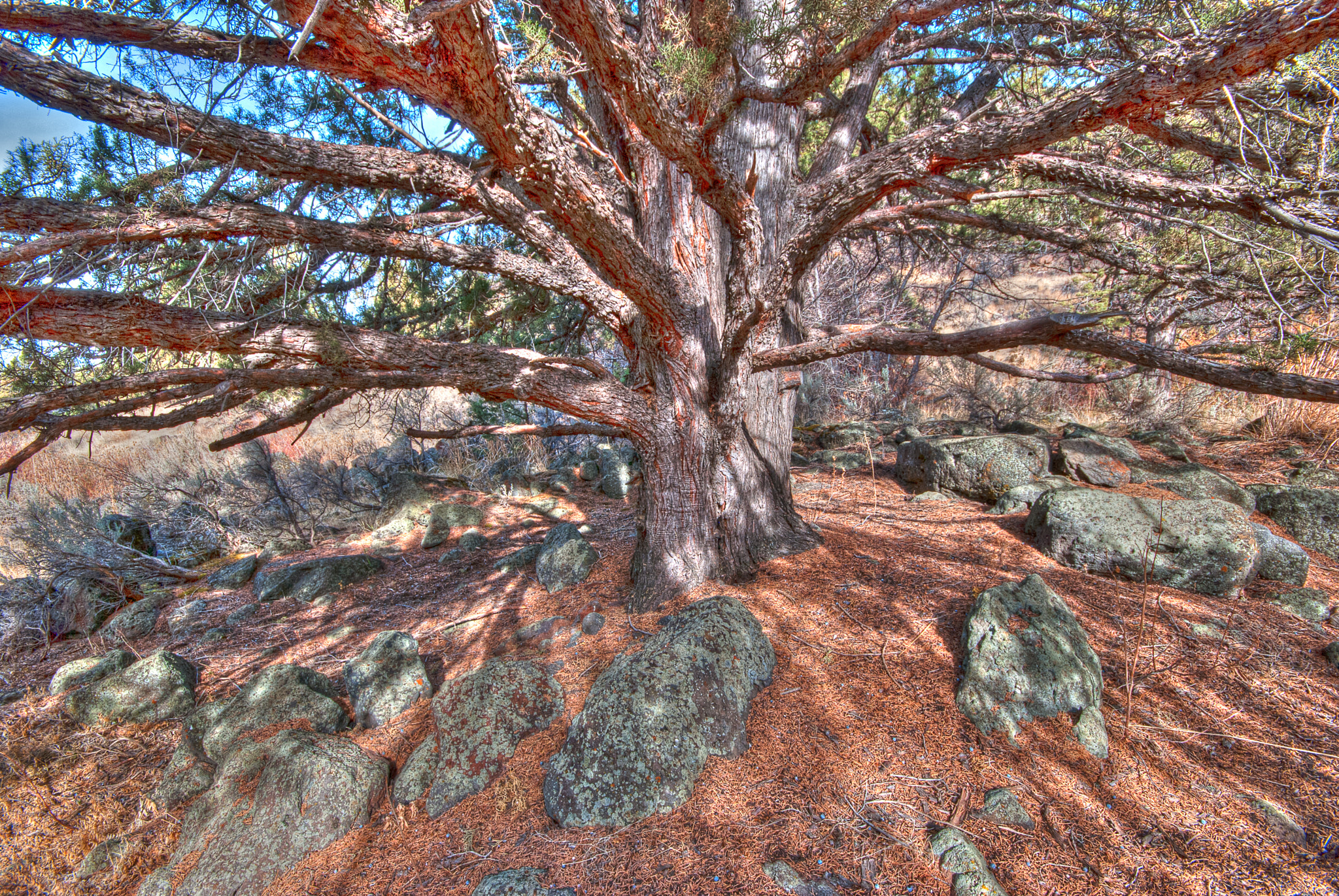 Sigma 10-20mm F4-5.6 EX DC HSM sample photo. Juniper photography