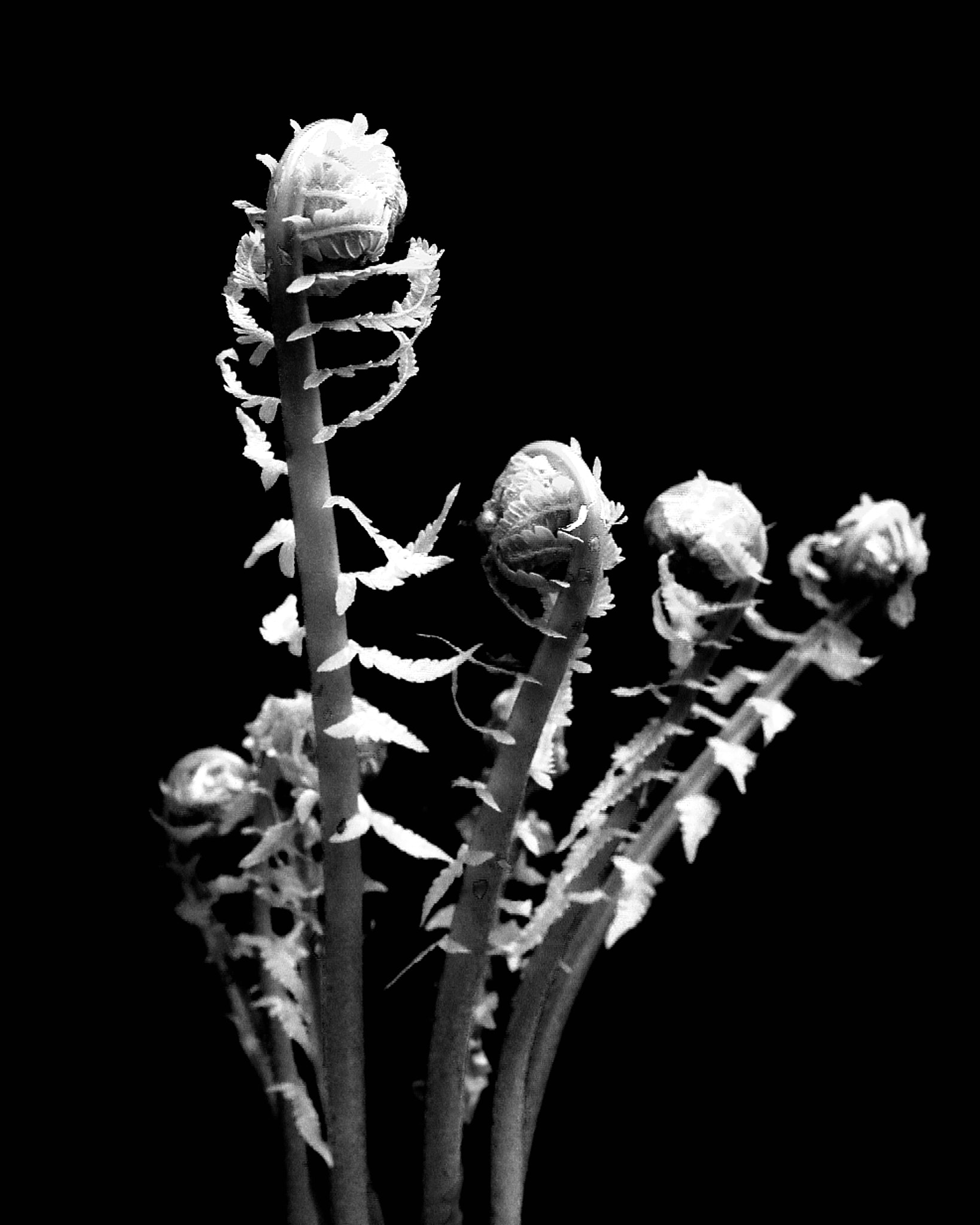 Nikon D800E sample photo. Fiddleheadsb&w photography