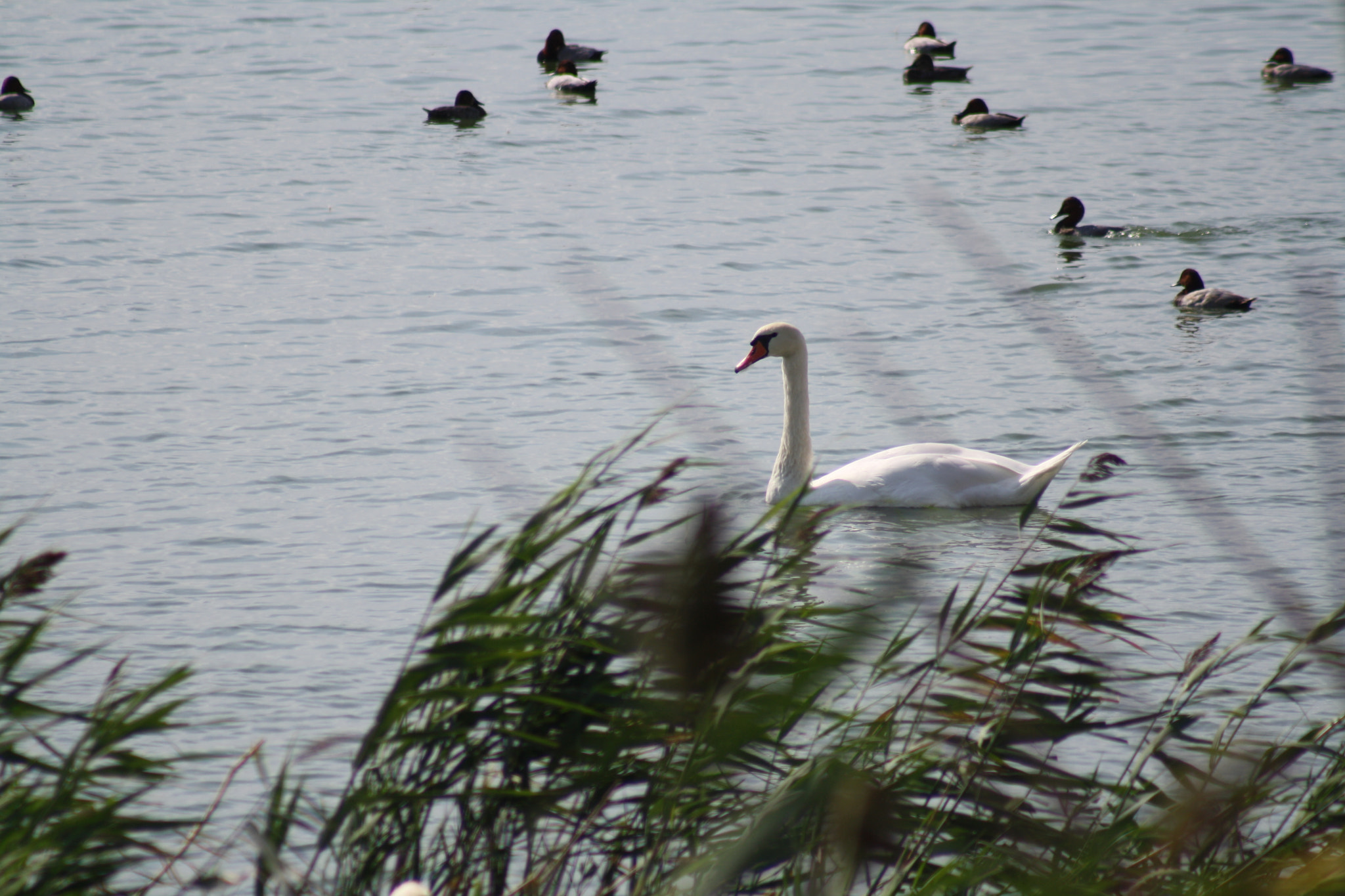 Canon EF 75-300mm f/4-5.6 USM sample photo. Img photography