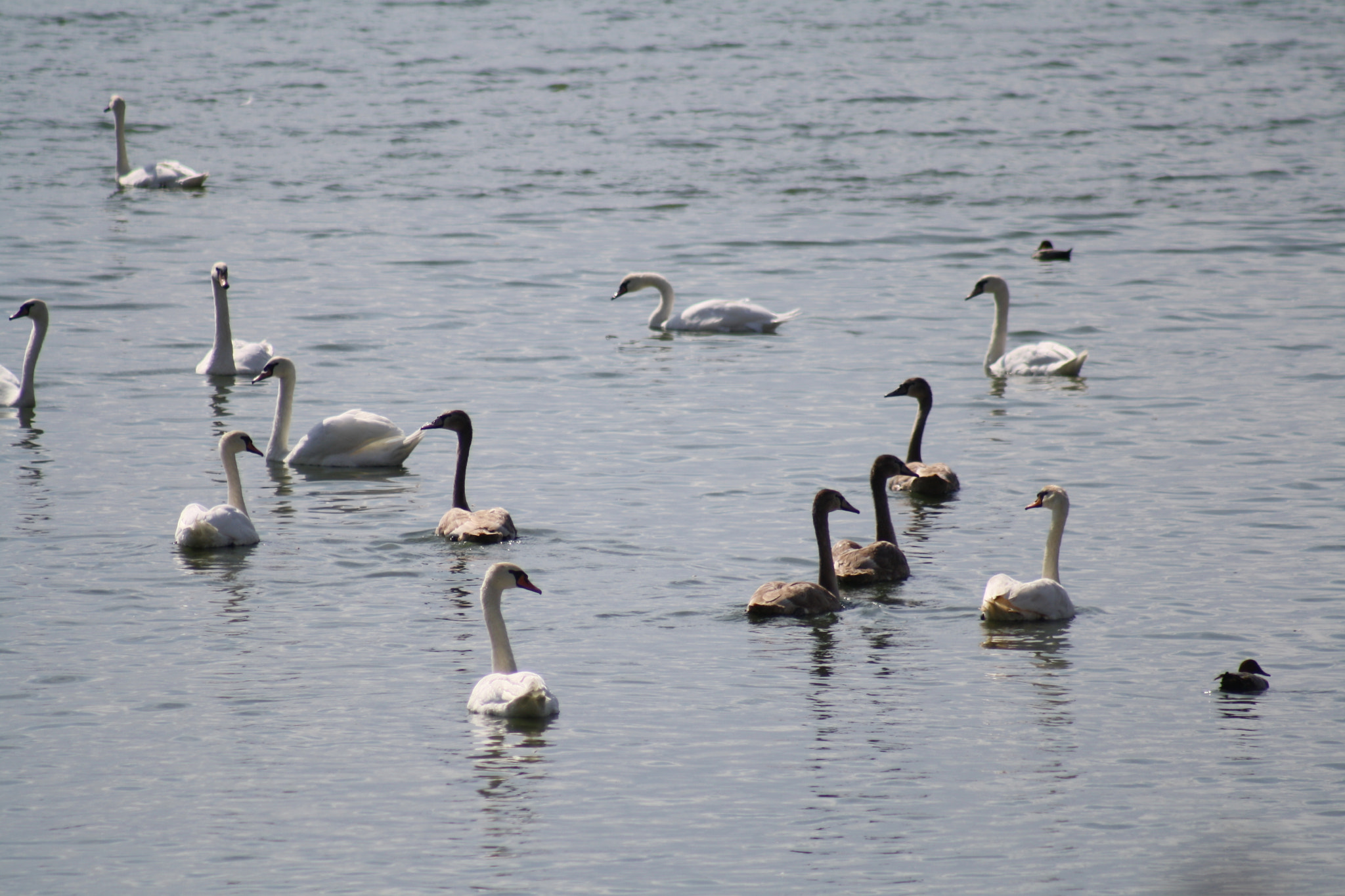 Canon EF 75-300mm f/4-5.6 USM sample photo. Img photography