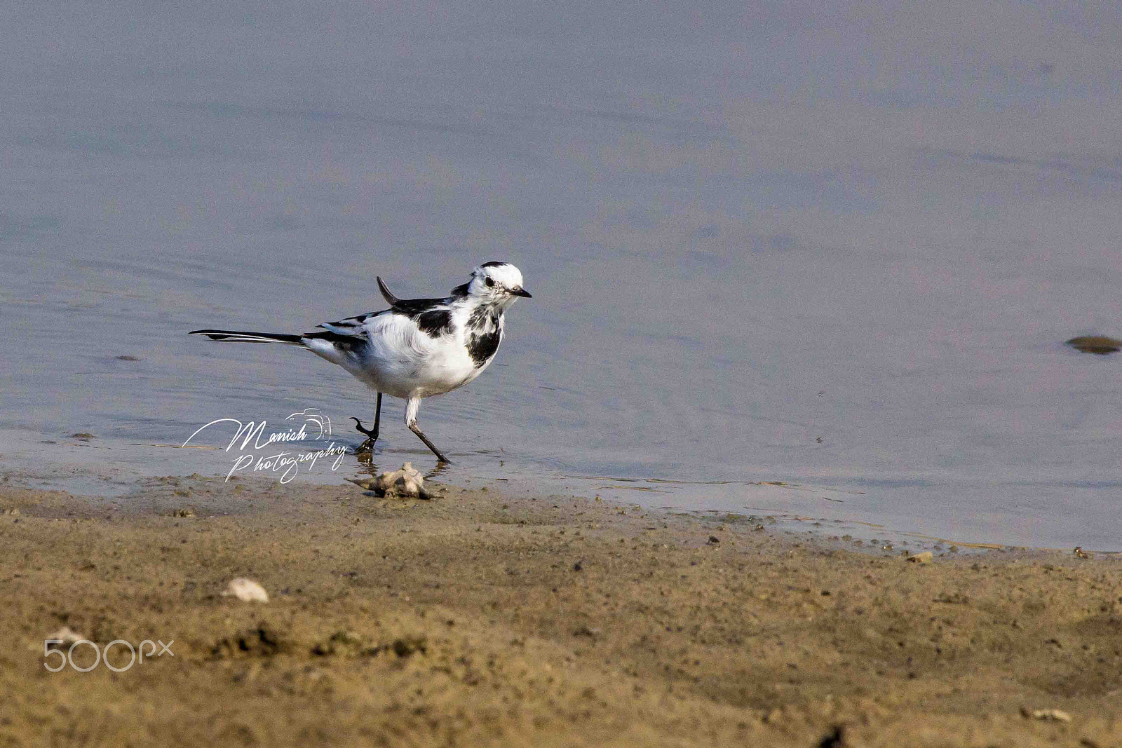 Canon EF 100-400mm F4.5-5.6L IS USM sample photo. Bird photography