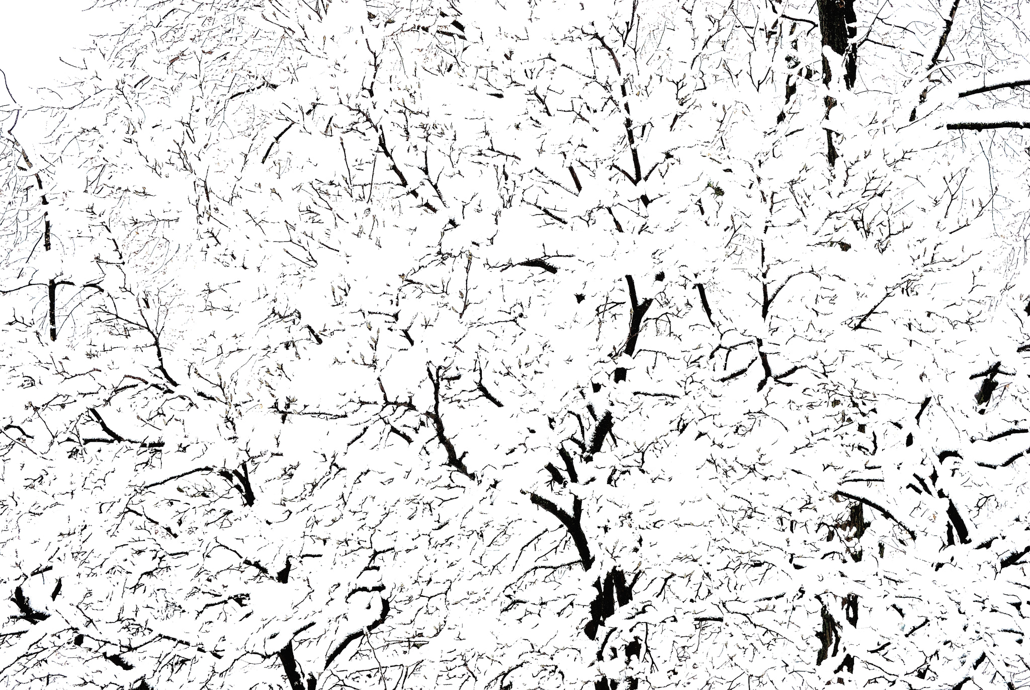 Nikon D40X sample photo. Snow tree photography