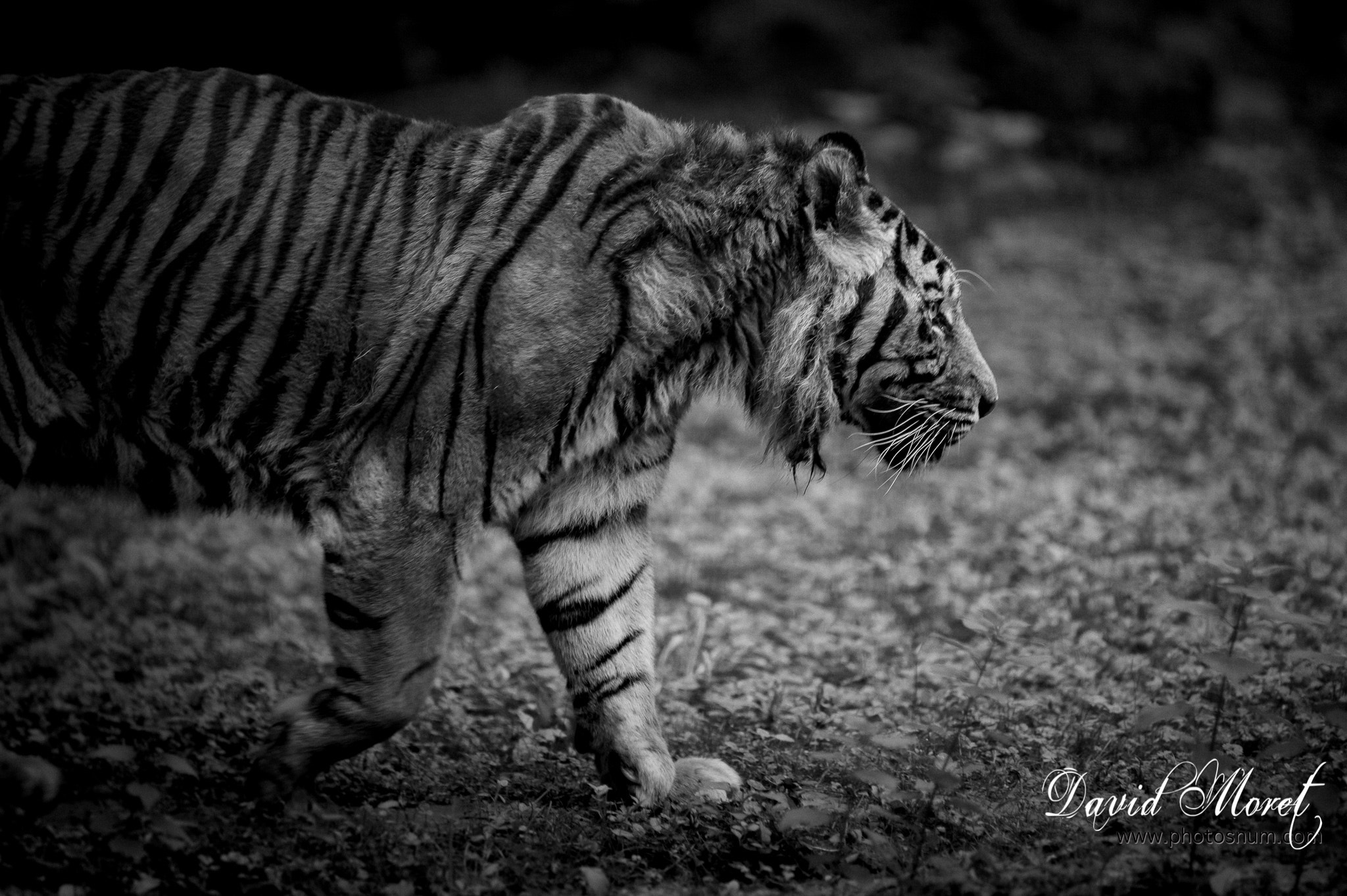 Nikon AF-S Nikkor 300mm F2.8G ED VR II sample photo. Tigre photography