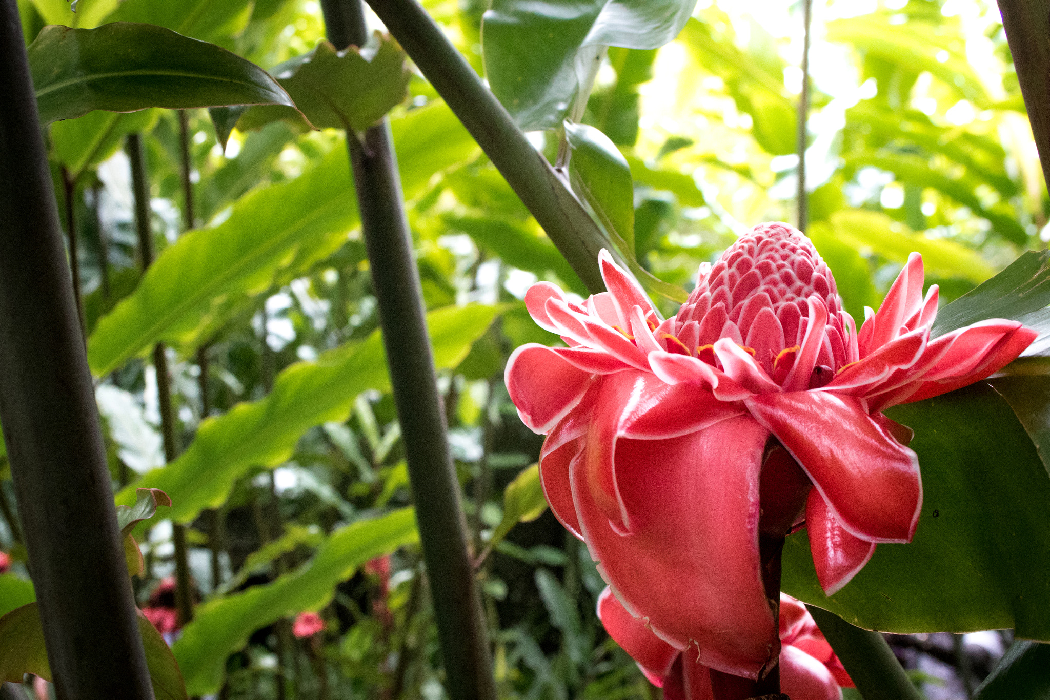 Canon EF-S 18-55mm F3.5-5.6 II sample photo. Tropical light photography