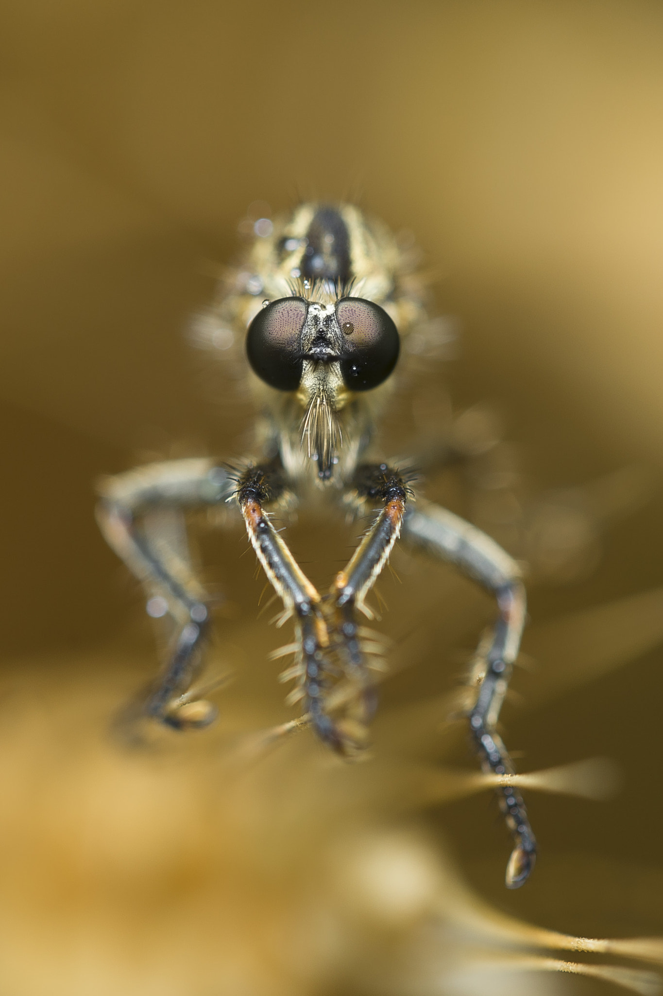 Sigma 150mm F2.8 EX DG OS Macro HSM sample photo. Flash me now photography