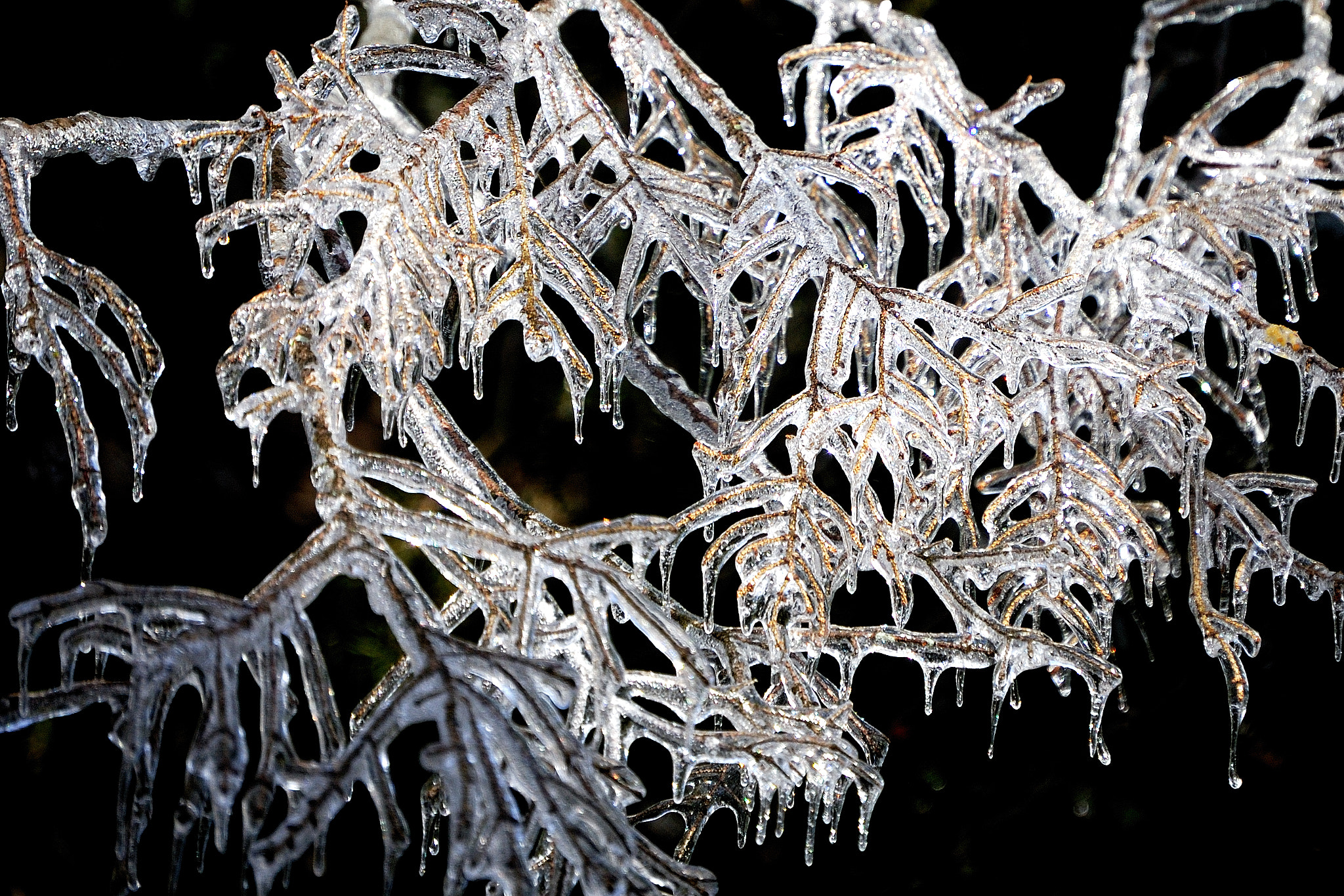 Nikon D40X sample photo. Icebranch photography