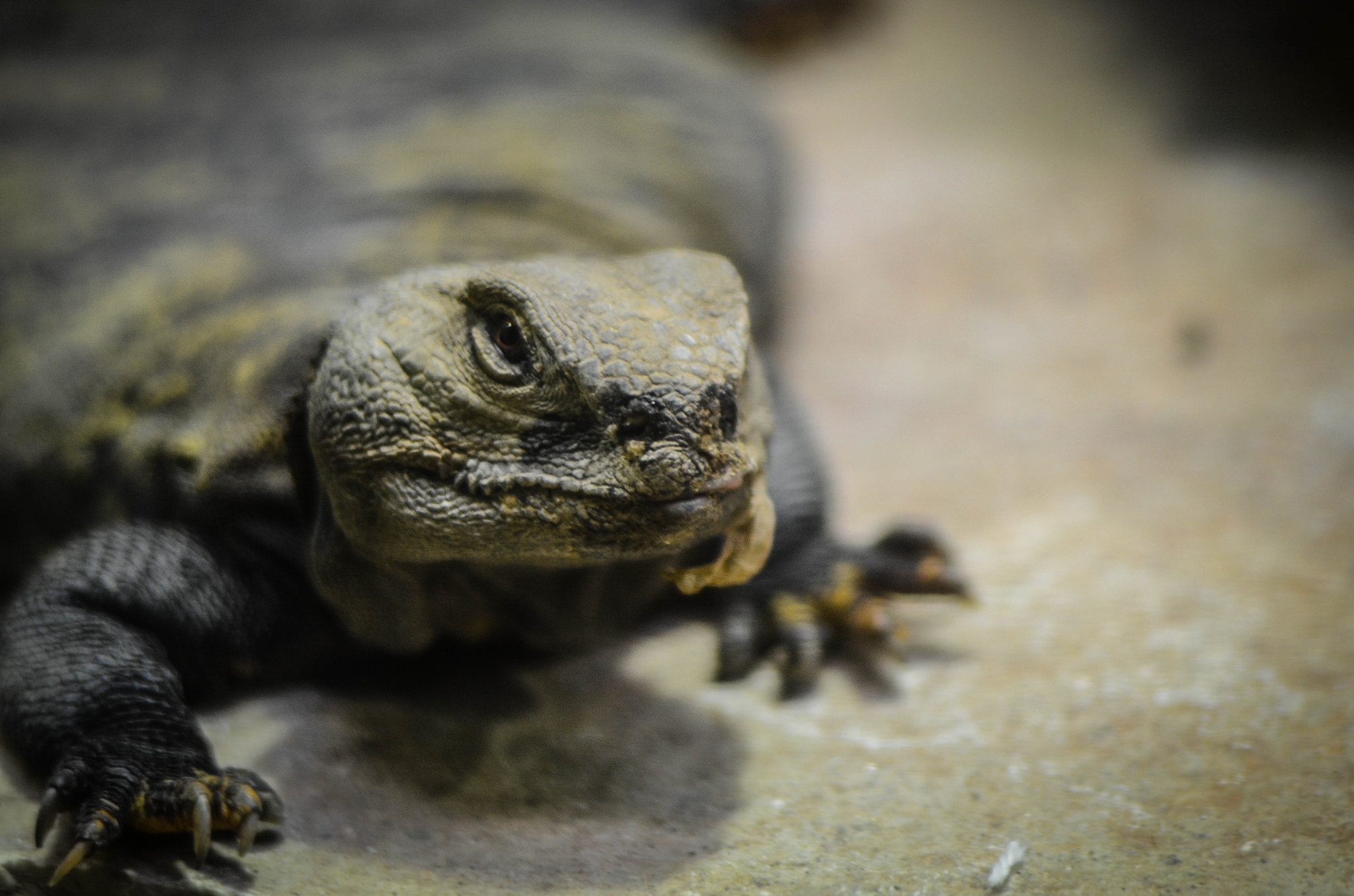 Nikon D7000 + AF Nikkor 70-210mm f/4-5.6 sample photo. Bioparco photography
