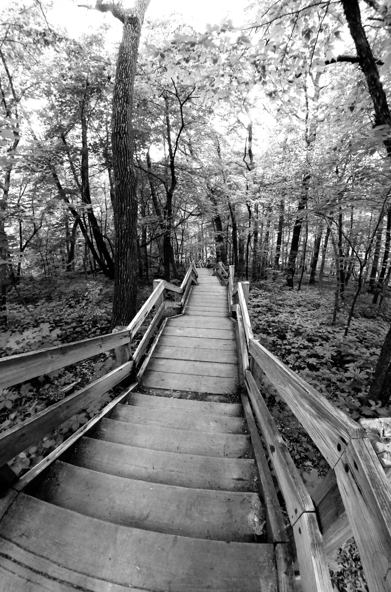 Nikon D800E + Nikon AF Fisheye-Nikkor 16mm F2.8D sample photo. Stairwayb&w photography