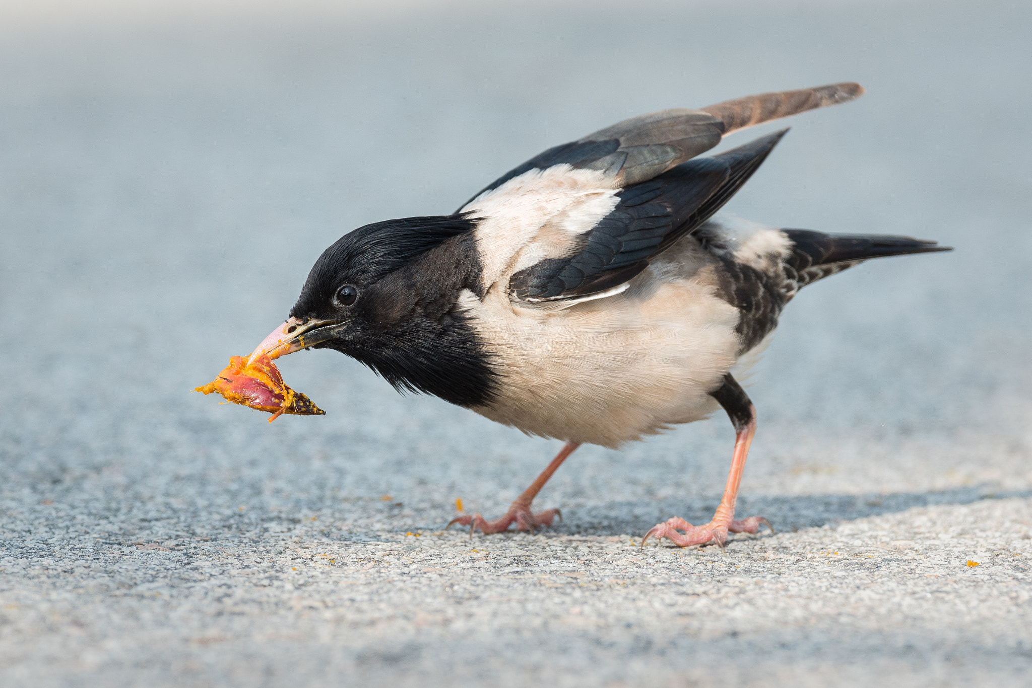 Nikon AF-S Nikkor 600mm F4E FL ED VR sample photo. Rosy starling photography