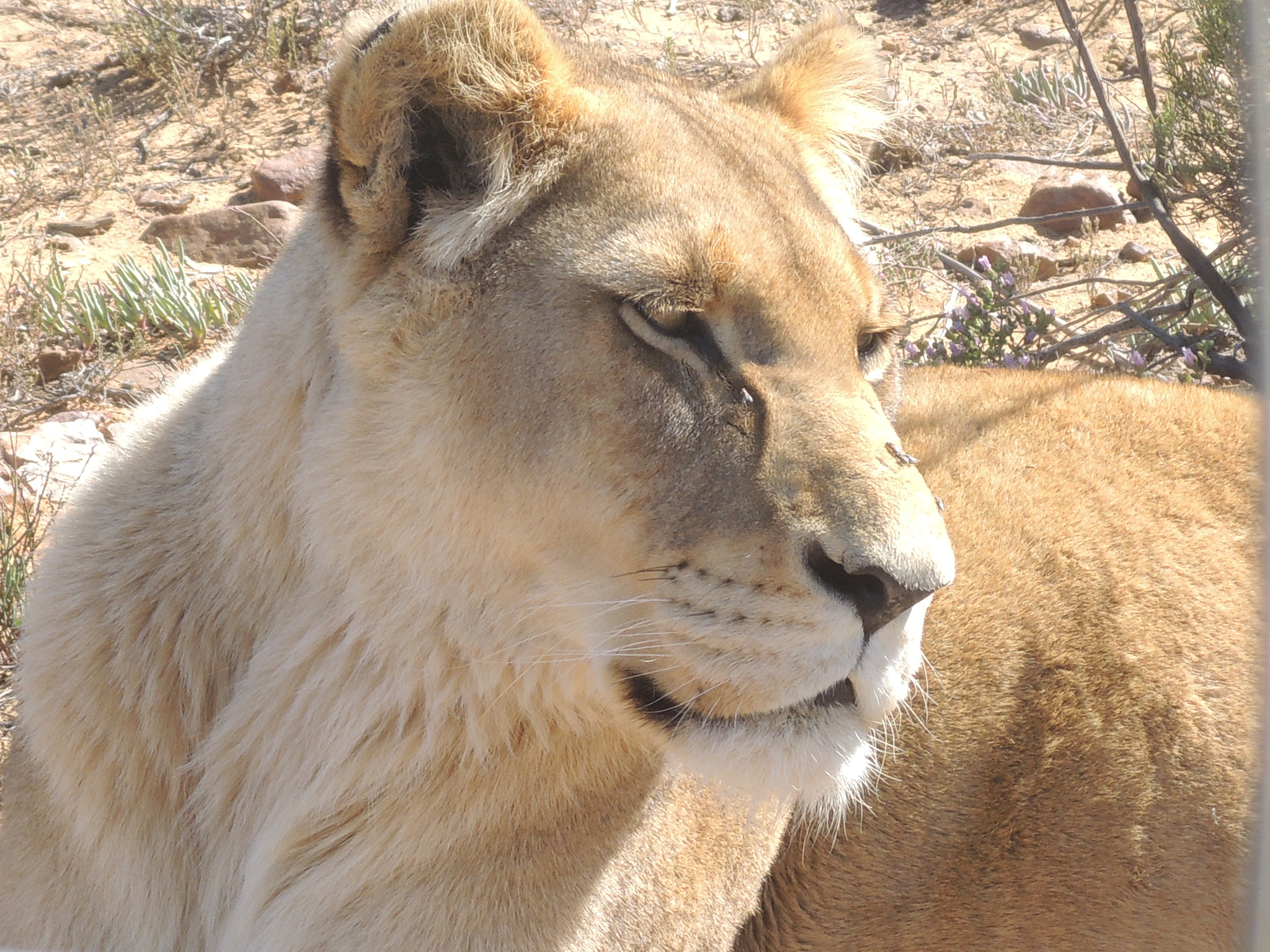 Nikon Coolpix P310 sample photo. Lion south african reserve photography