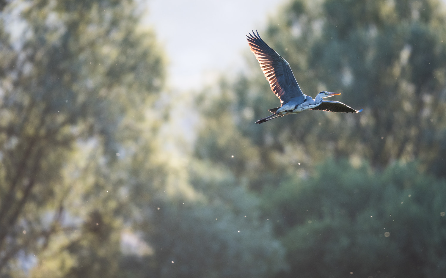 Nikon AF-S Nikkor 500mm F4E FL ED VR sample photo. Les derniers rayon photography