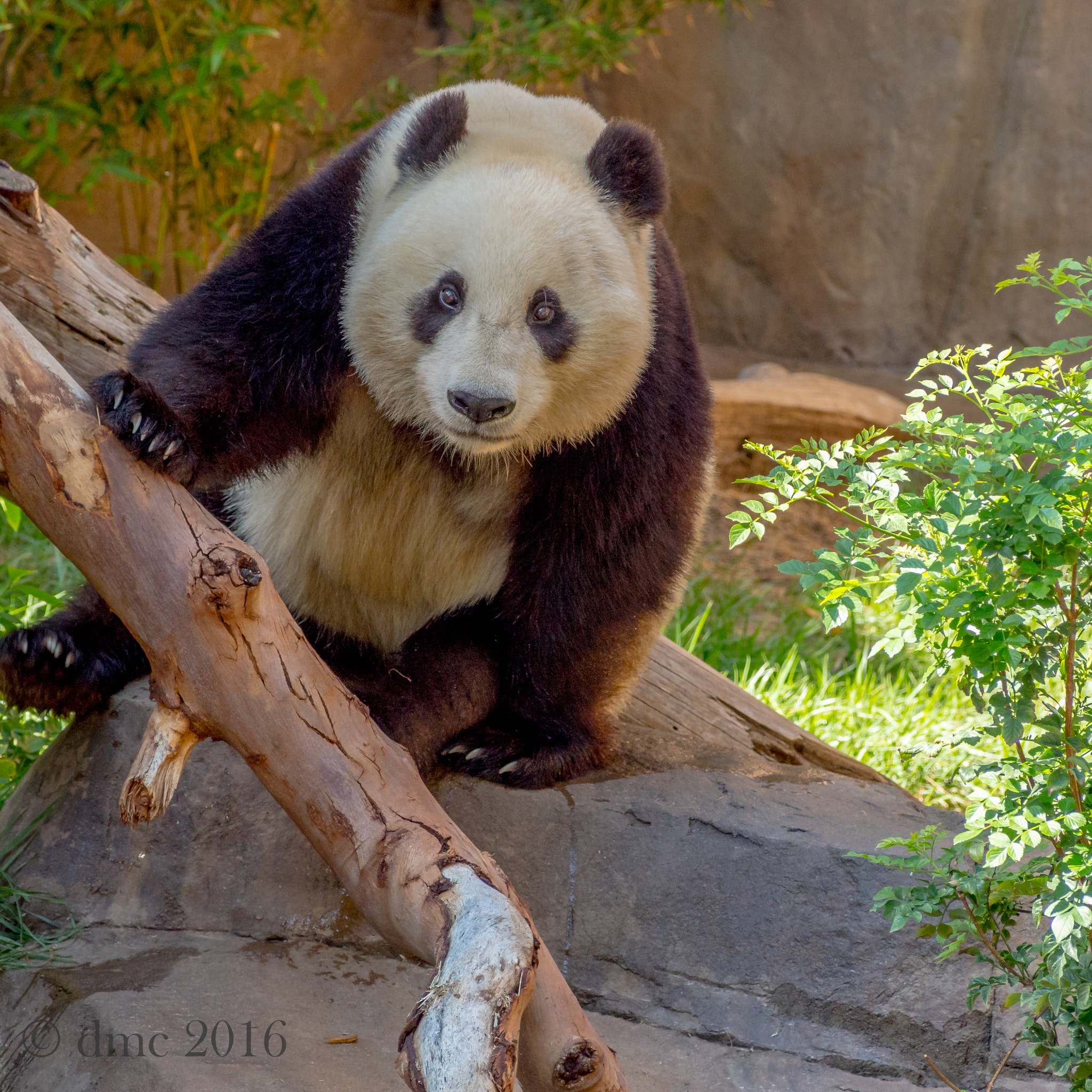Olympus OM-D E-M5 II sample photo. The poser photography