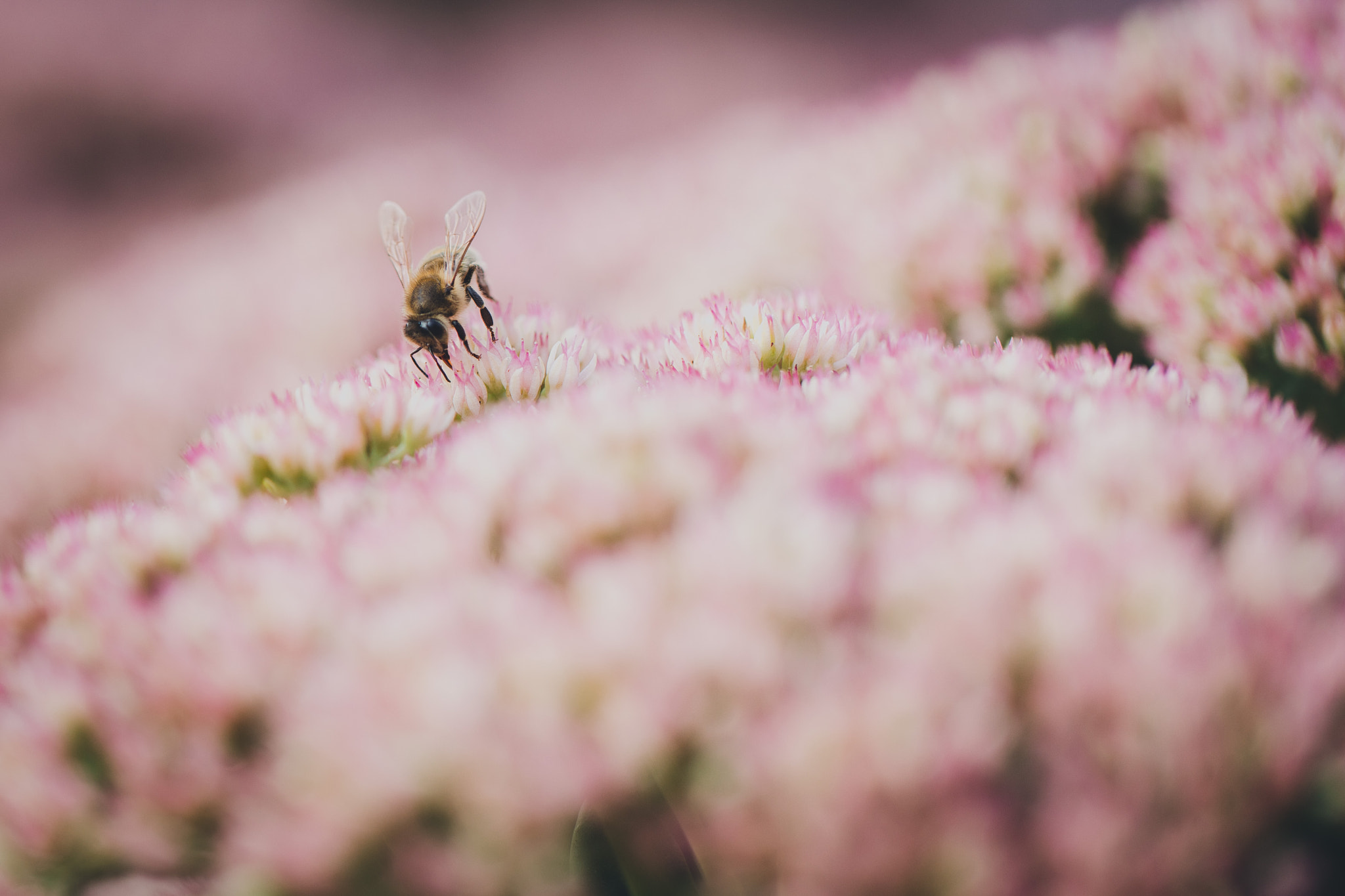 Canon EF 100mm F2.8L Macro IS USM sample photo. Bees and flowers photography